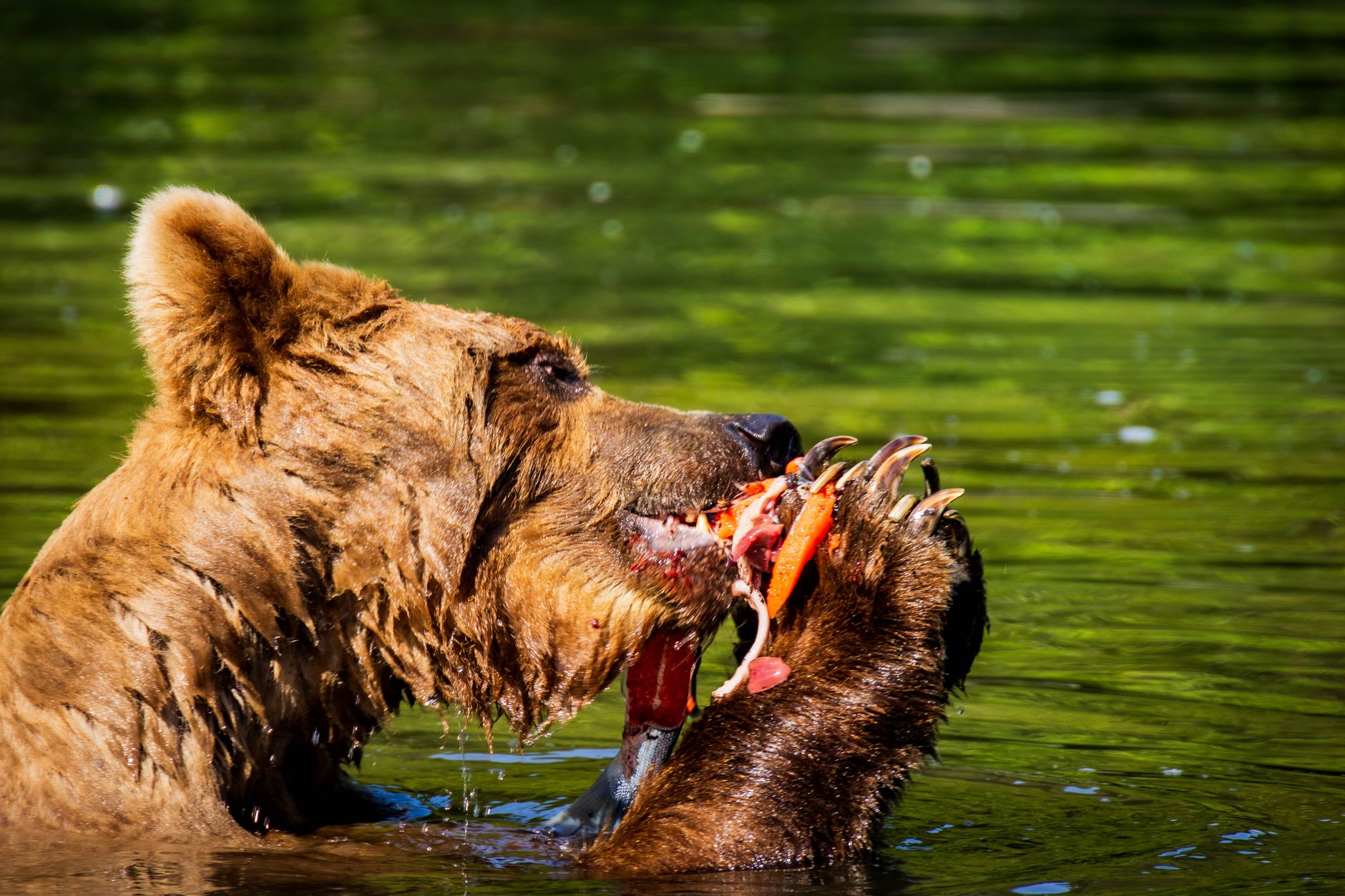 Human Voices Near Salmon Streams Alarm Alaska's Wildlife