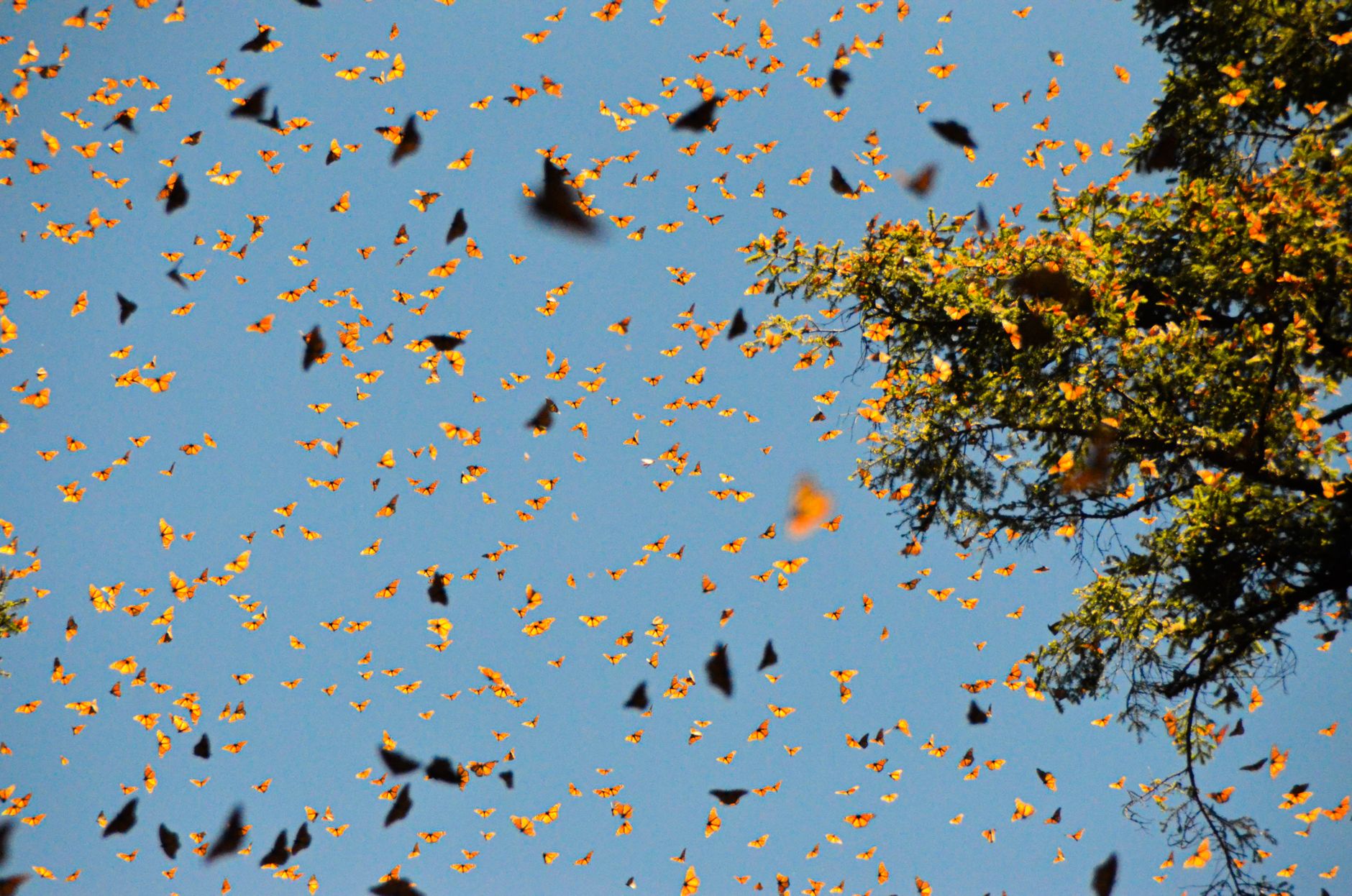 Butterflies on the Move: Climate Change Forces a New Migration