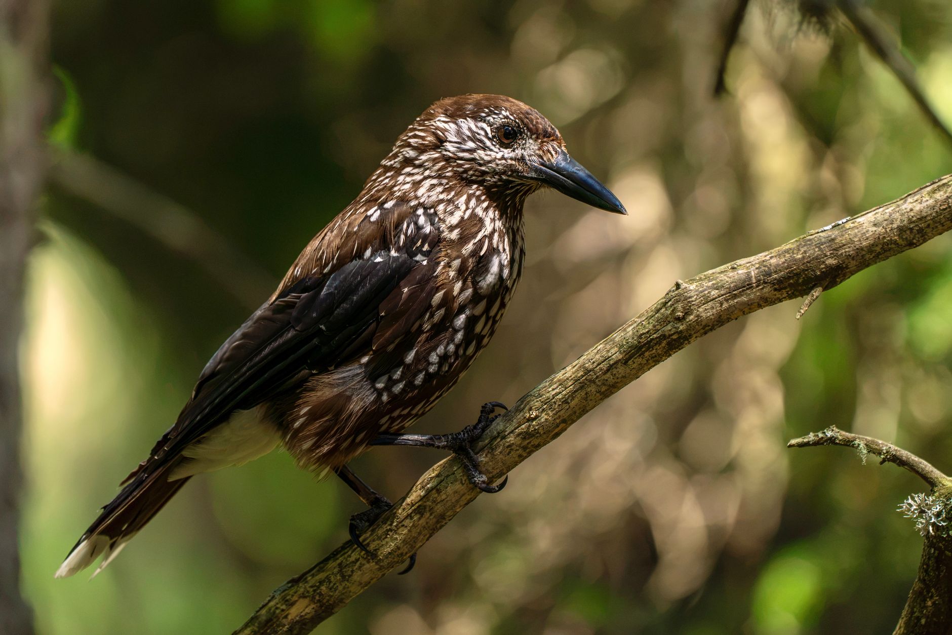 AI-Generated Bird Images Threaten Scientific Accuracy