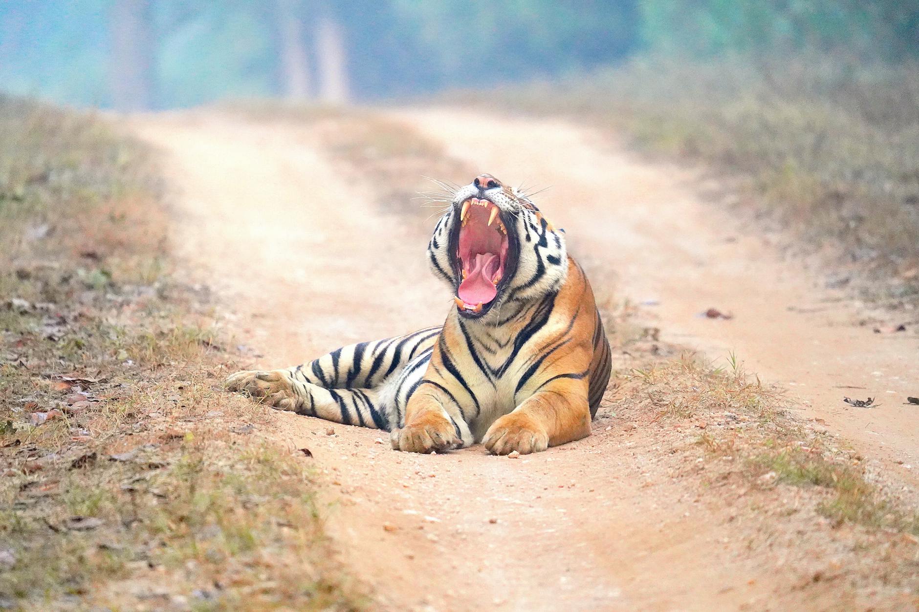 India's Roaring Success: Celebrating Big Cat Conservation