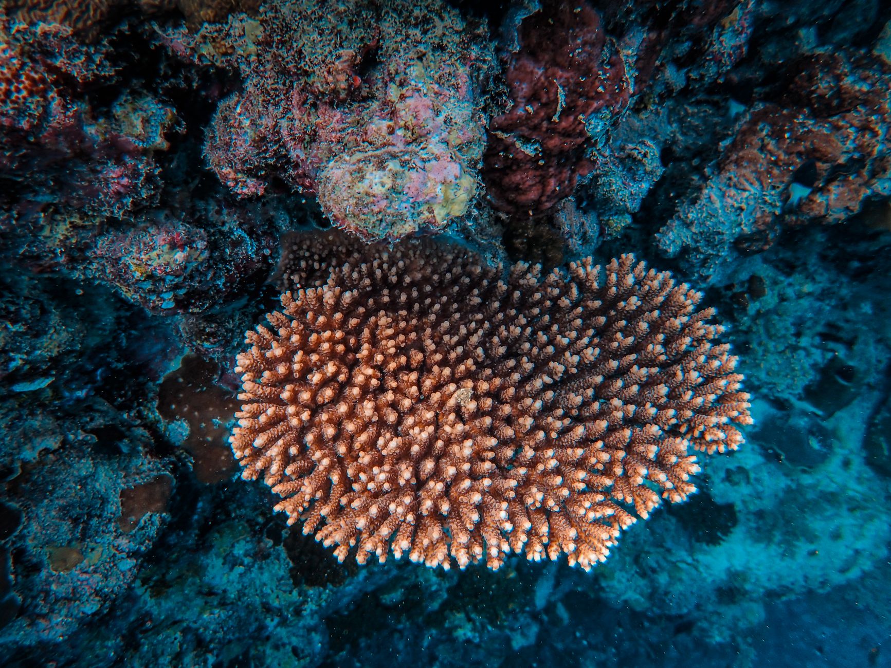 Exploring the Deep Sea: A Delicate Balance of Discovery and Conservation