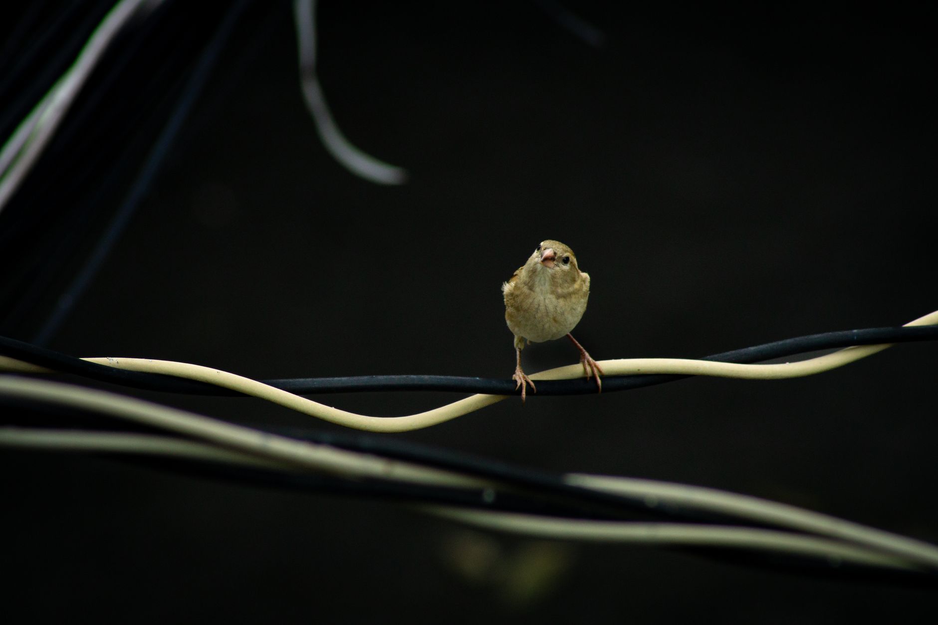 War's Unseen Toll: Birds Adapting to Fibre-Optic Litter