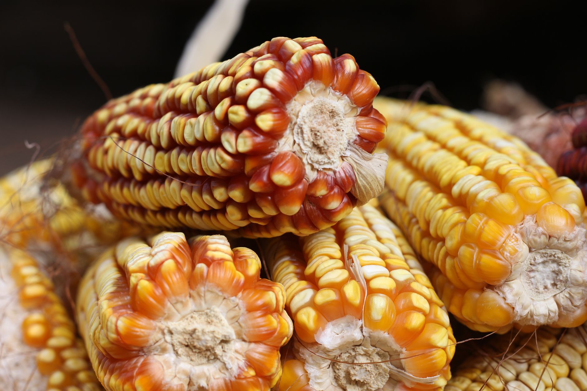 Perambalur's New Centre to Transform Maize and Millets Production