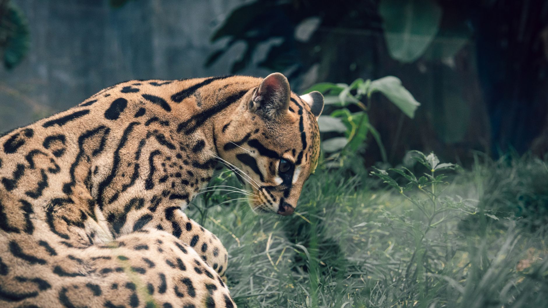Endangered Species' Wits No Match for Human Havoc