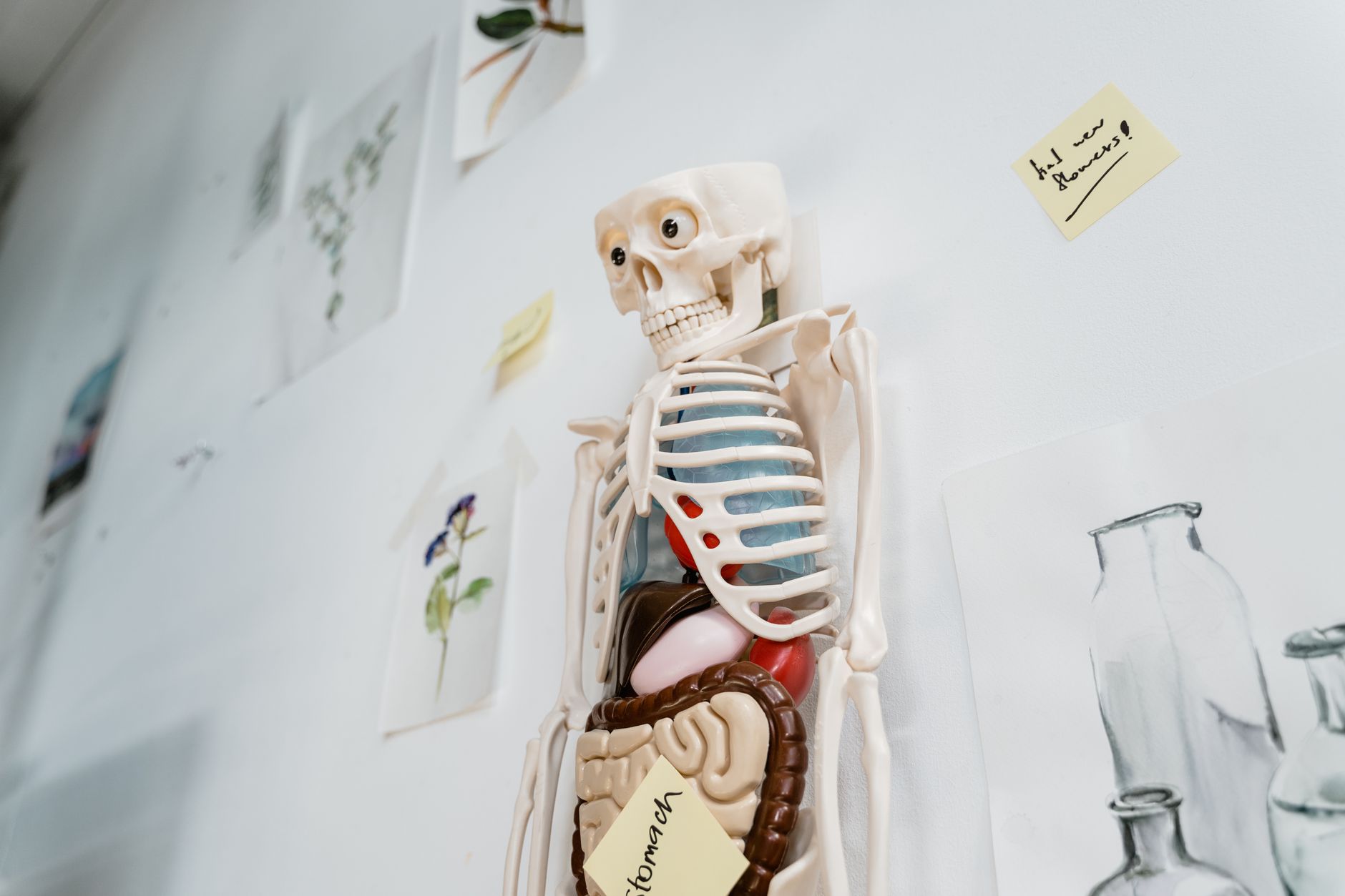 Hidden Organ in Skull: A New Chapter in Anatomy