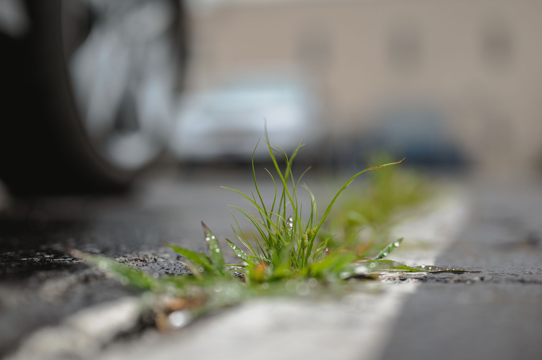 Guernsey's Battle Against Roadside Weeds: Funding Request Sparks Debate