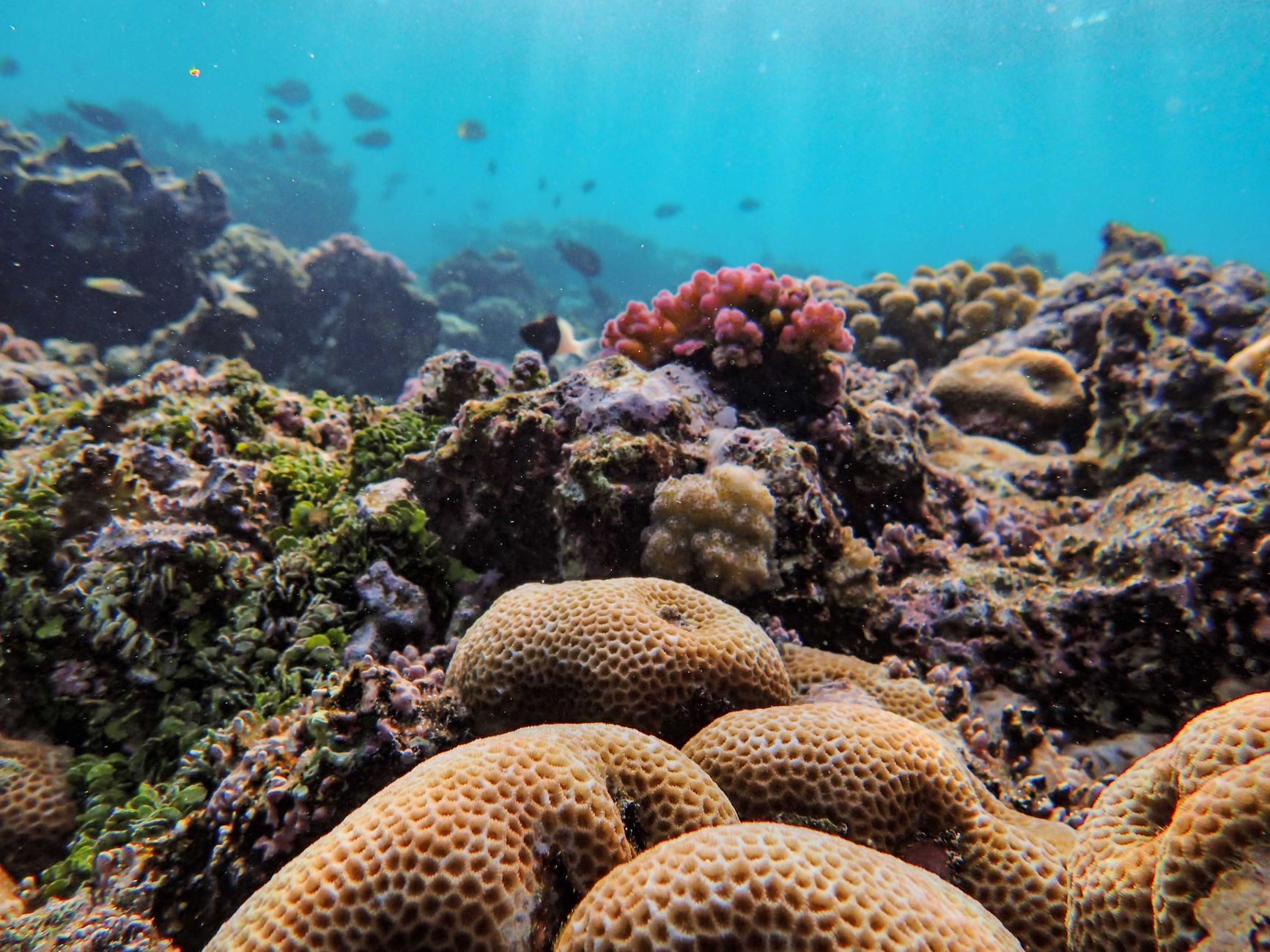Sunscreen's Hidden Impact: The Unseen Threat to Marine Life