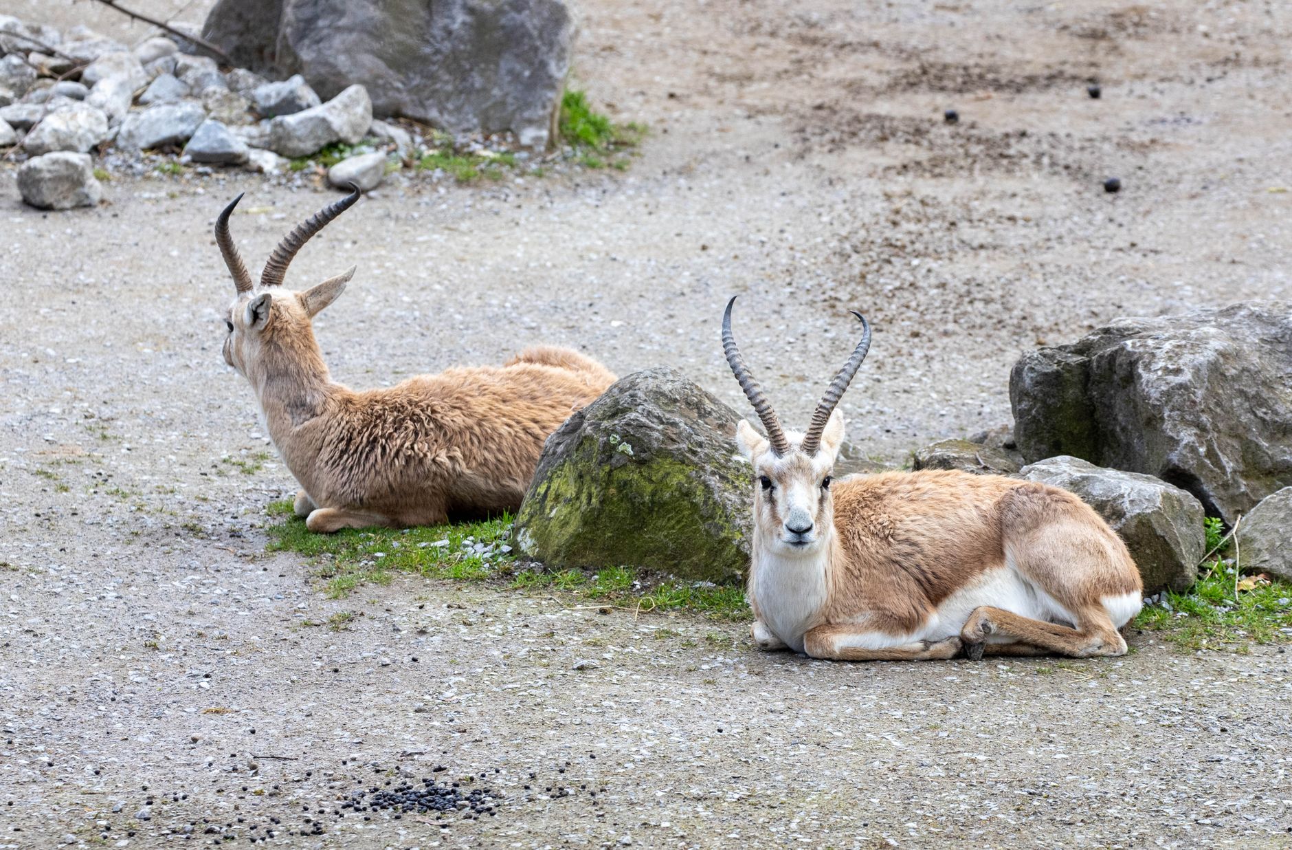 Goitered Gazelle Population Thrives Amid Ningxia's Ecological Revival