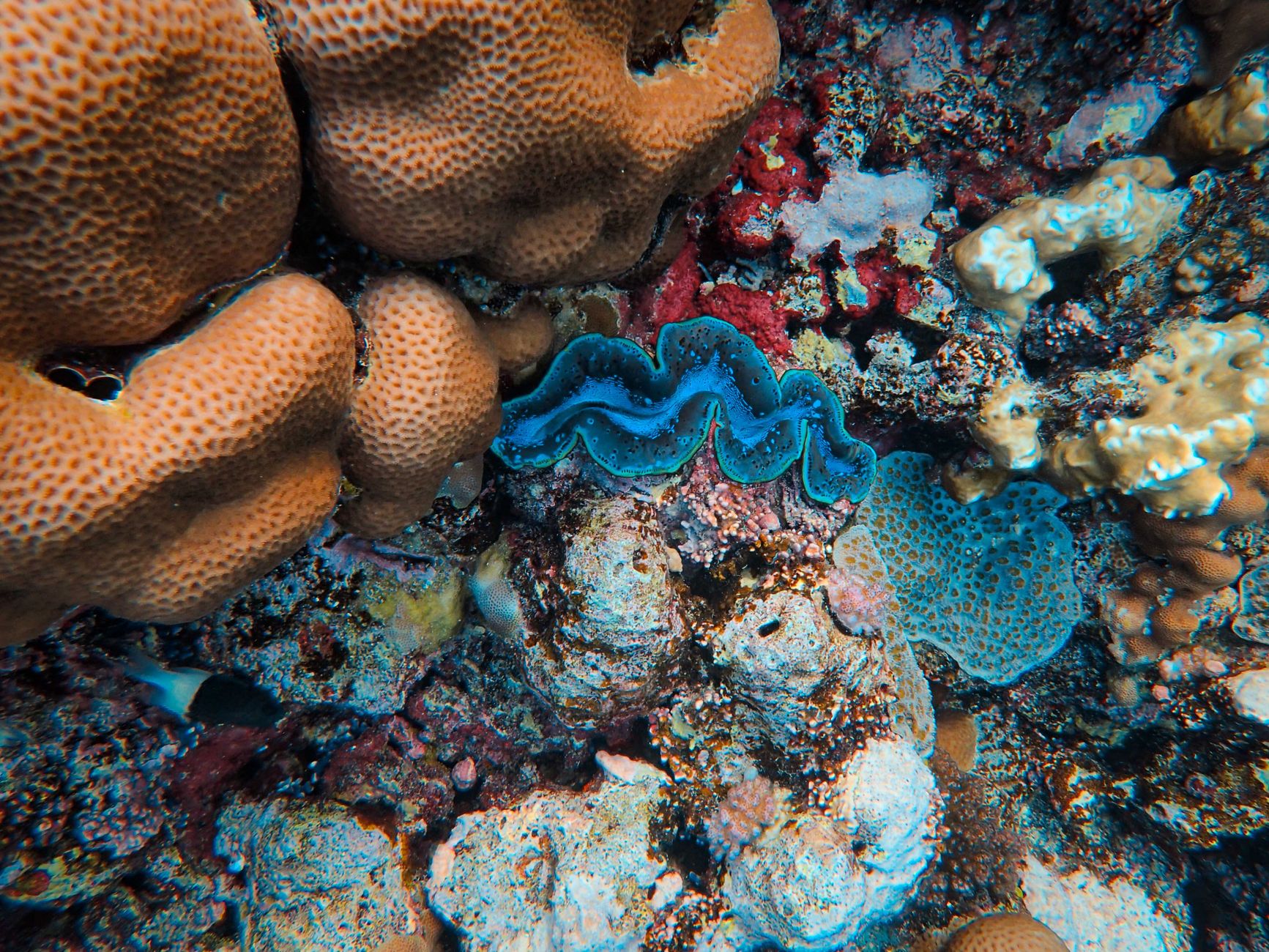 From Enigma to Eden: The Reef's Remarkable Transformation