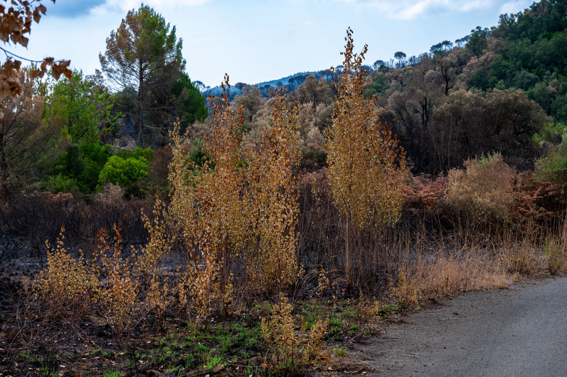 Nature's Revival: Building a Resilient Tomorrow