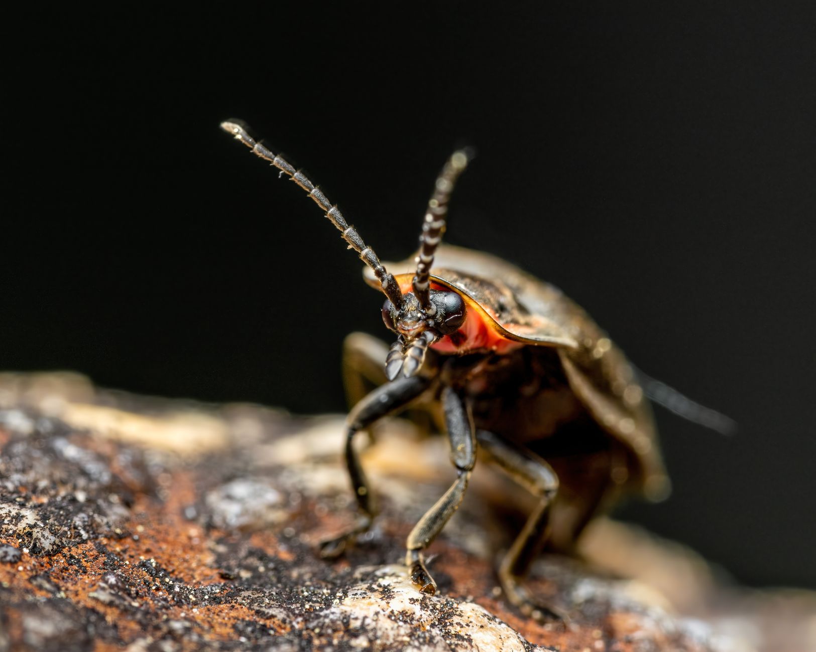 Fireflies' Flicker: A New Light on Scientific Understanding