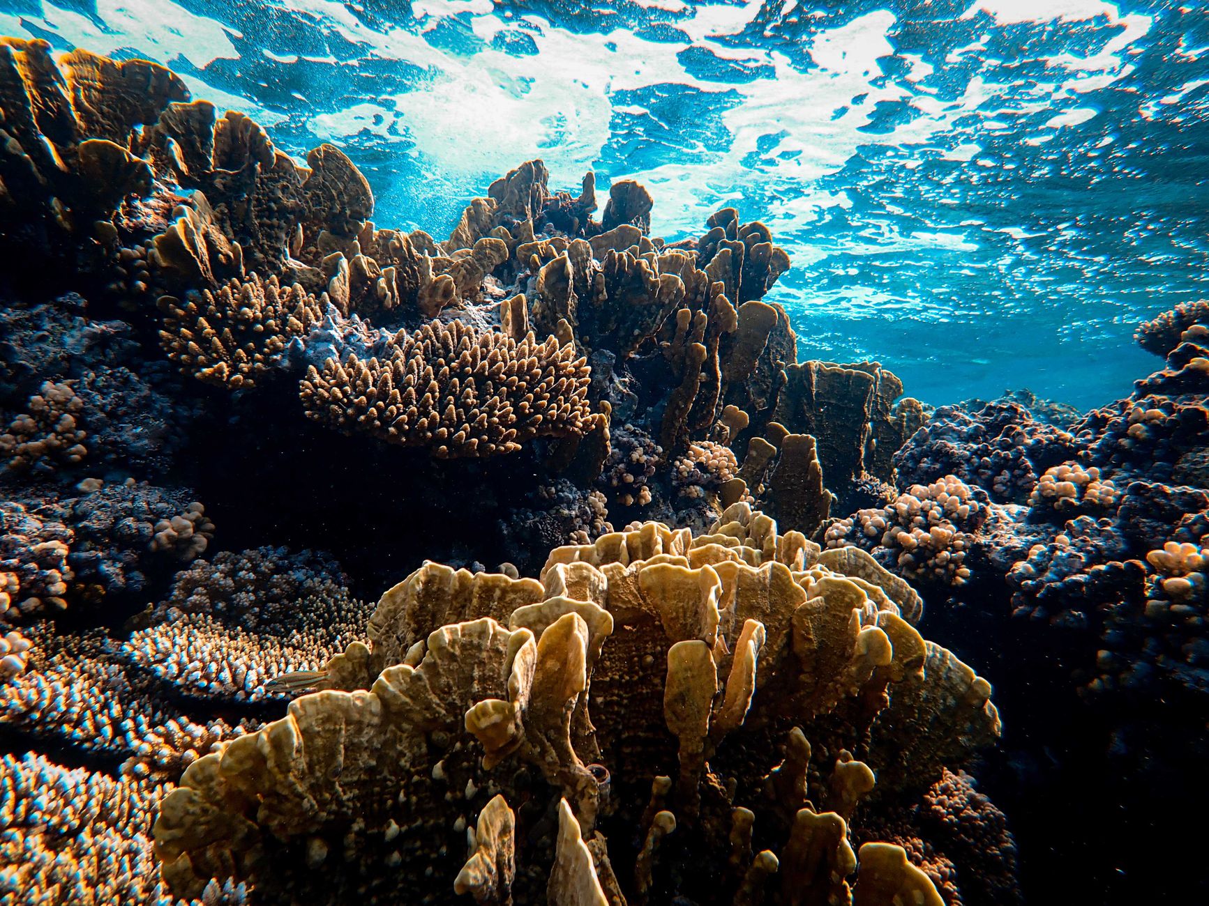 Breakthrough in Coral Revival: Healing at Unprecedented Speed