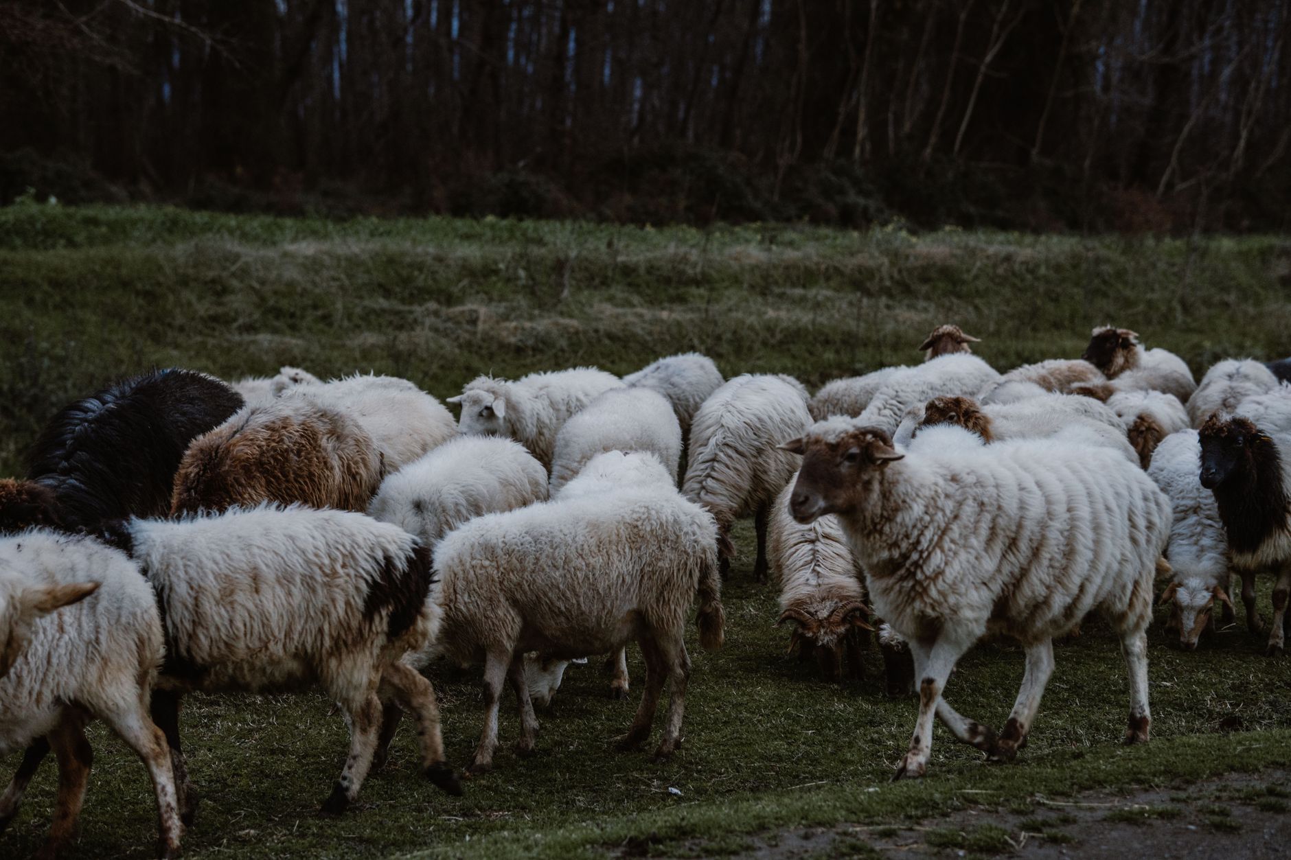 Revolutionary Use of Wool for Bone Regeneration