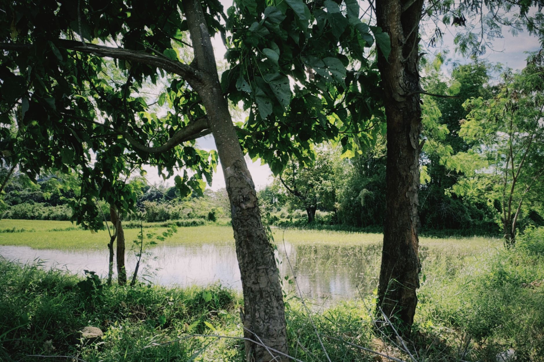 ATREE's LakeRevive: A New Dawn for Urban Lakes