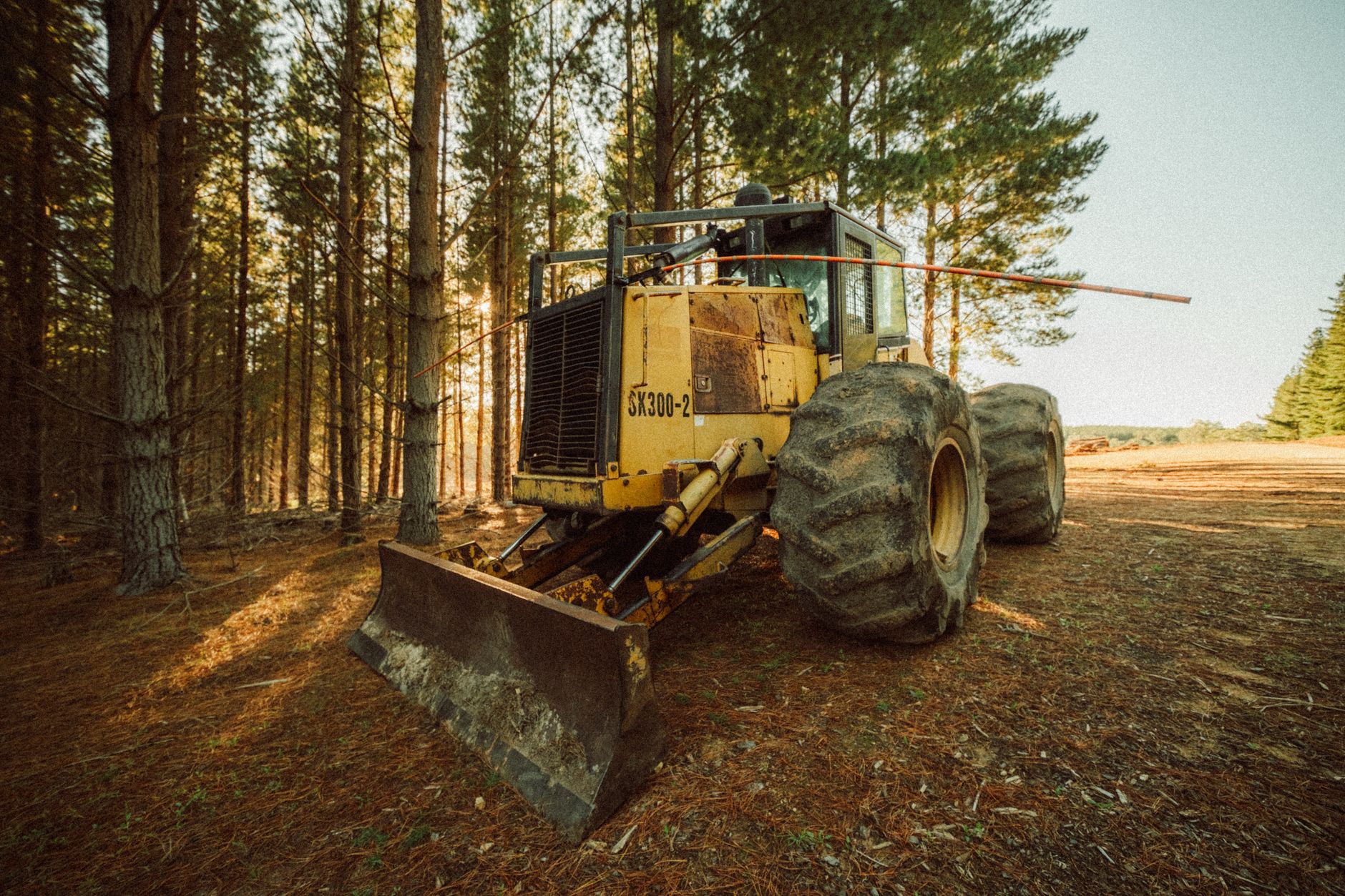 Environmental Clearance Stalls Tree-Felling at IGGMCH