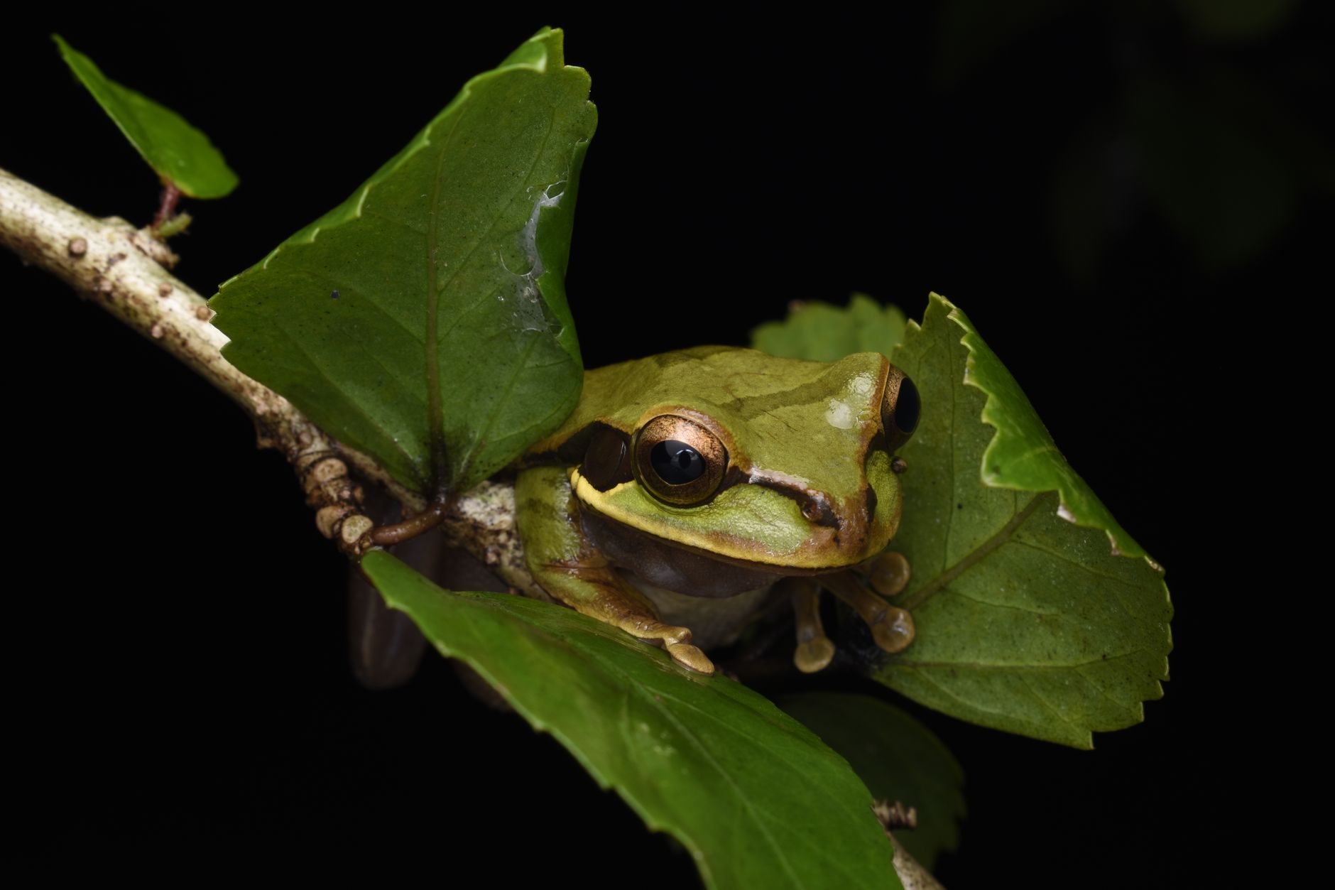 Two Frog Species Discovered in Mizoram: A Leap for Science