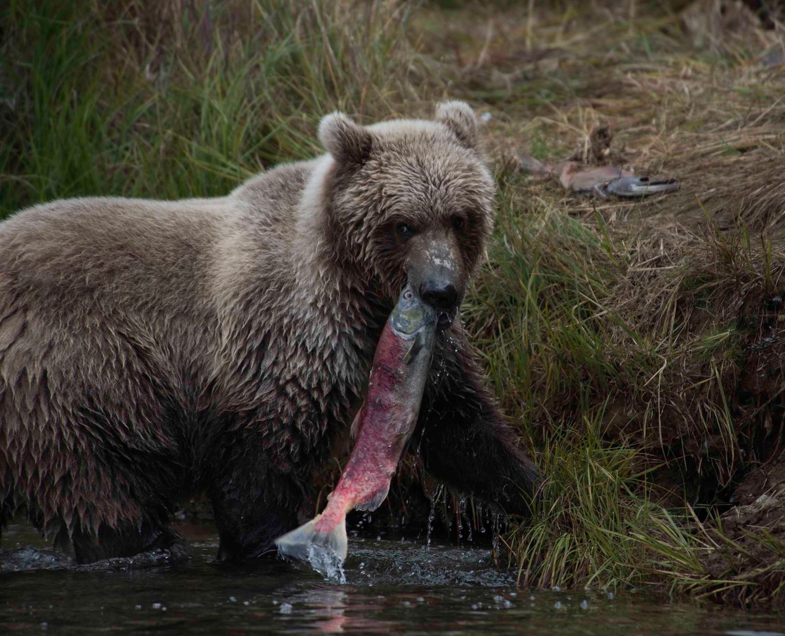 Human Voices Scare Off Alaska's Apex Predators, Disrupting Ecosystems