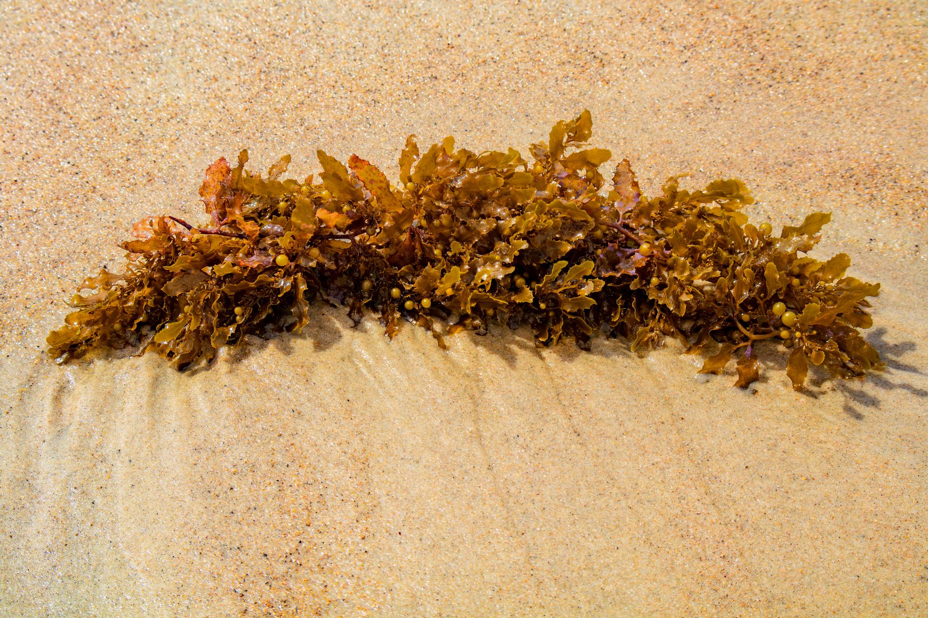 Vast Seaweed Belt in Atlantic Raises Environmental Concerns