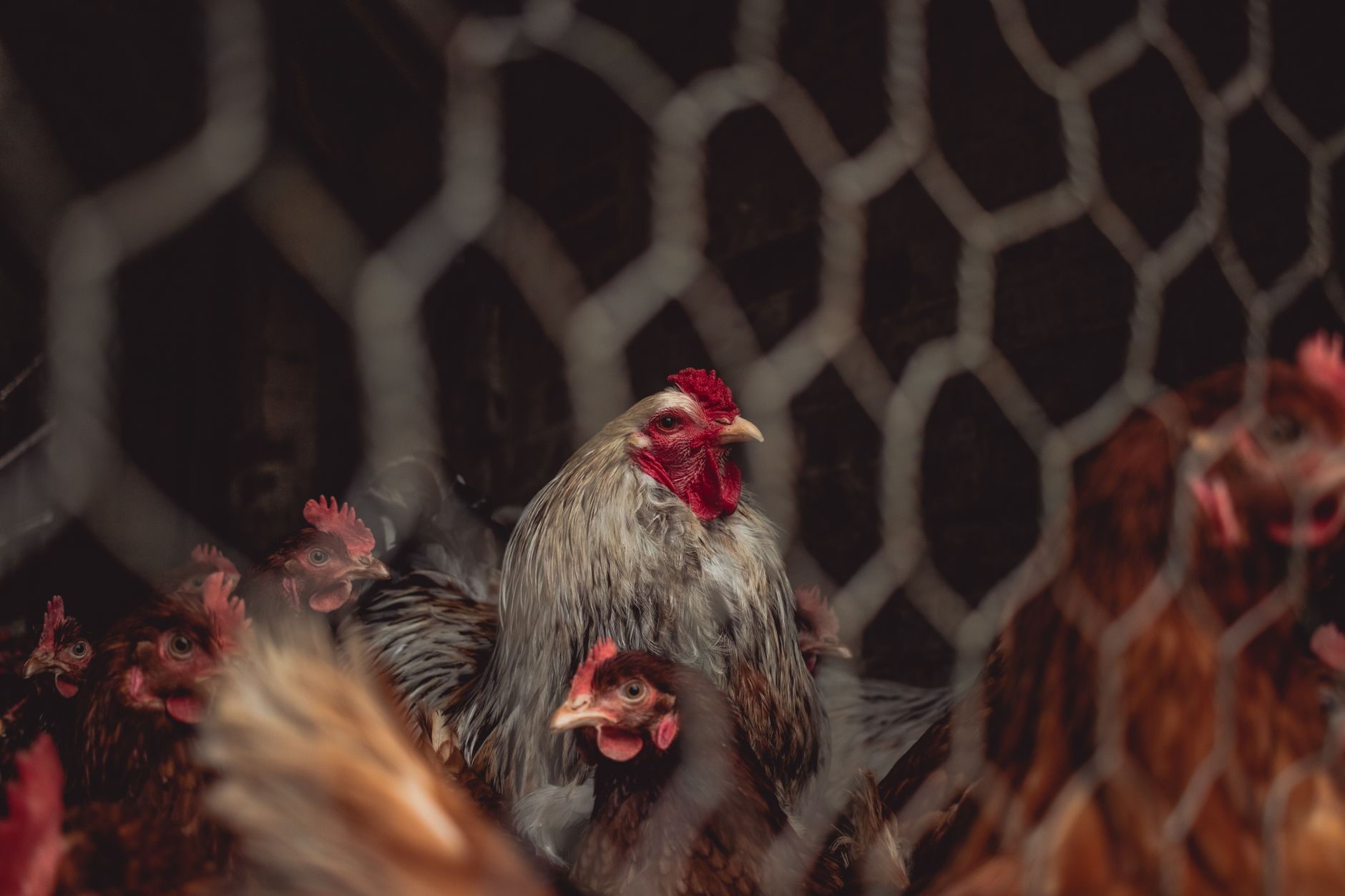 Are Organic Eggs Really Worse for the Climate?
