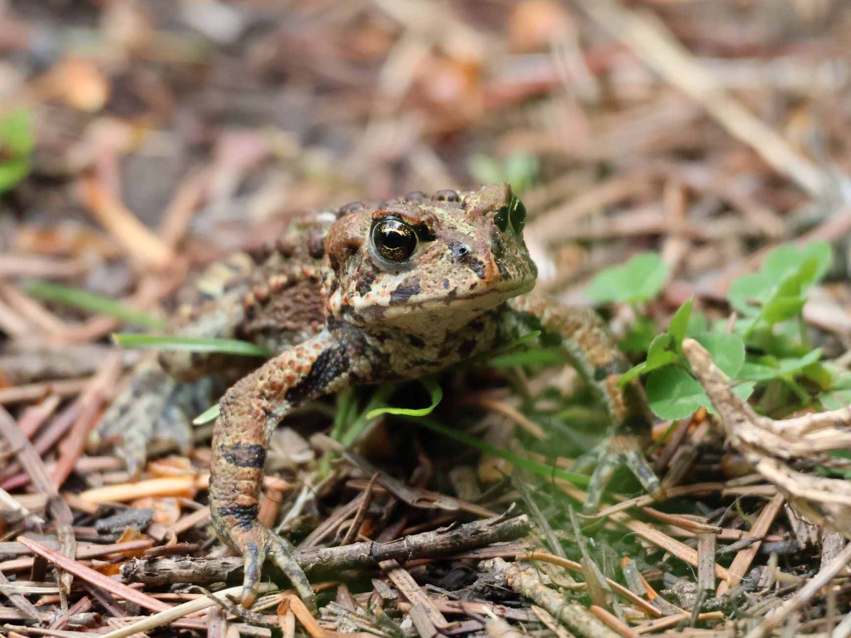 Canada's Unique Toad: A Leap into Genetic Mystery