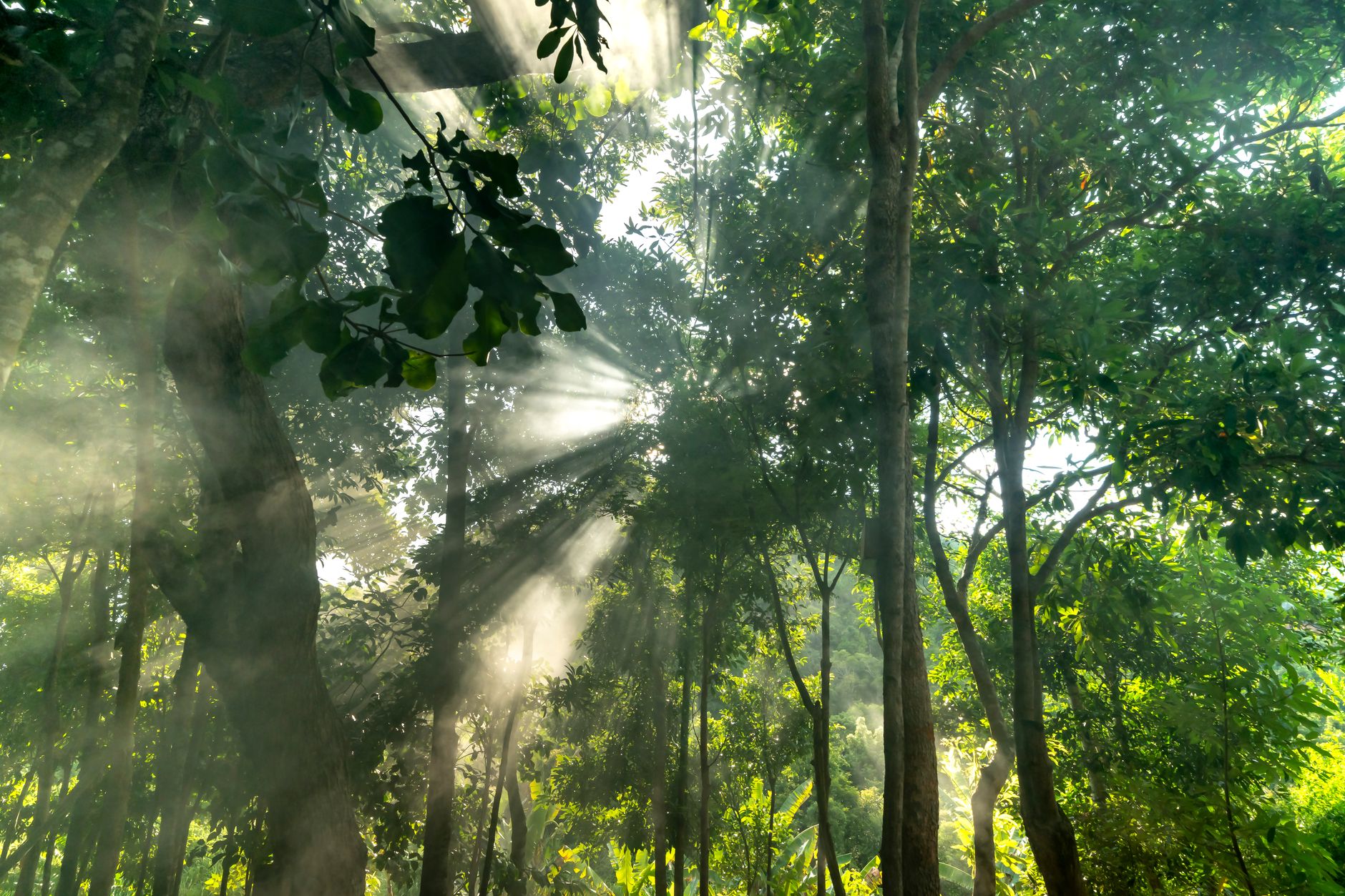 When Earth's Last Greenery Will Perish: A Scientific Timeline