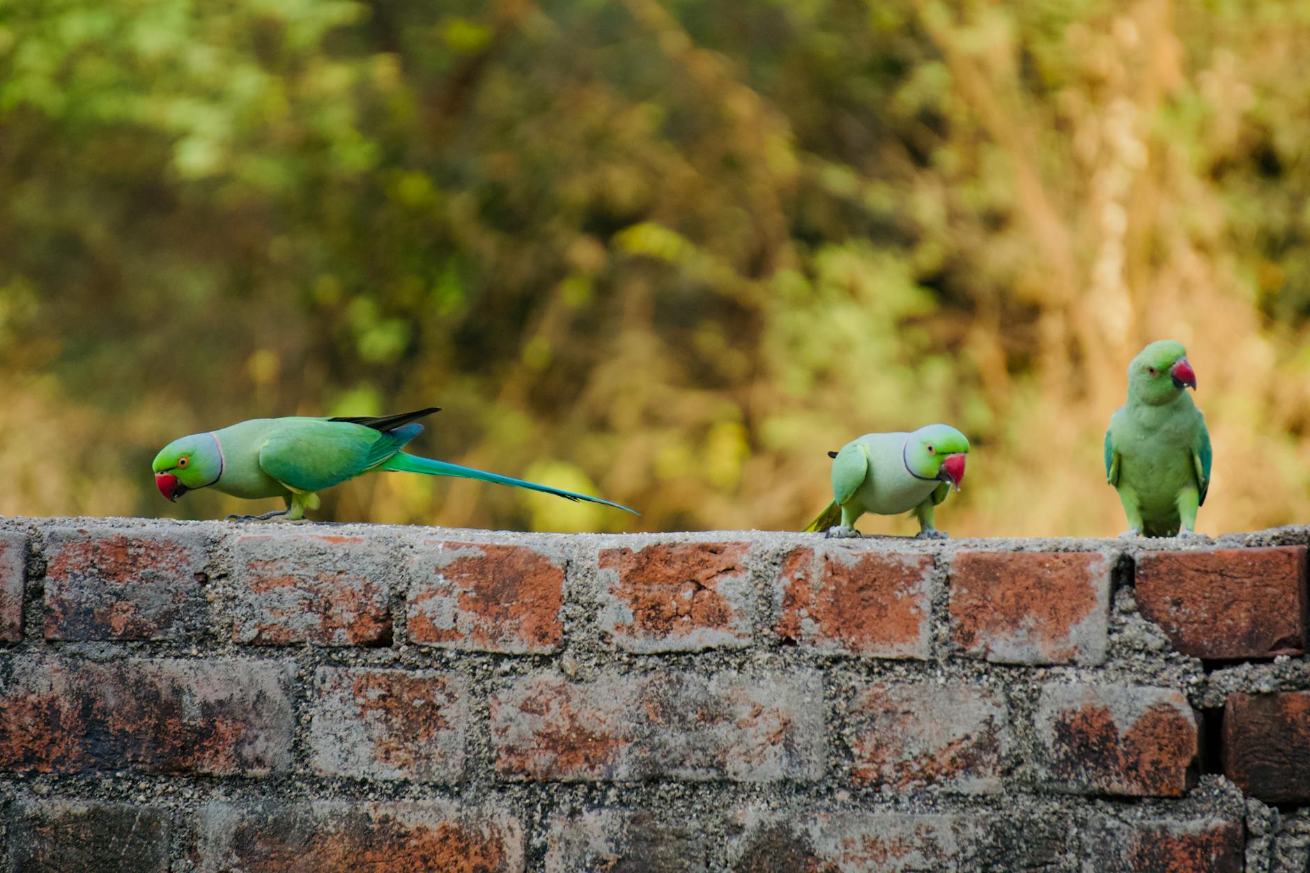 Parakeet Sightings: A Feathered Indicator of Urban Health