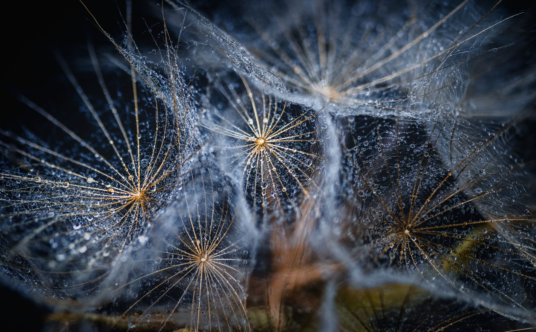 Nikon Disqualifies Prize-Winning Image for AI Use