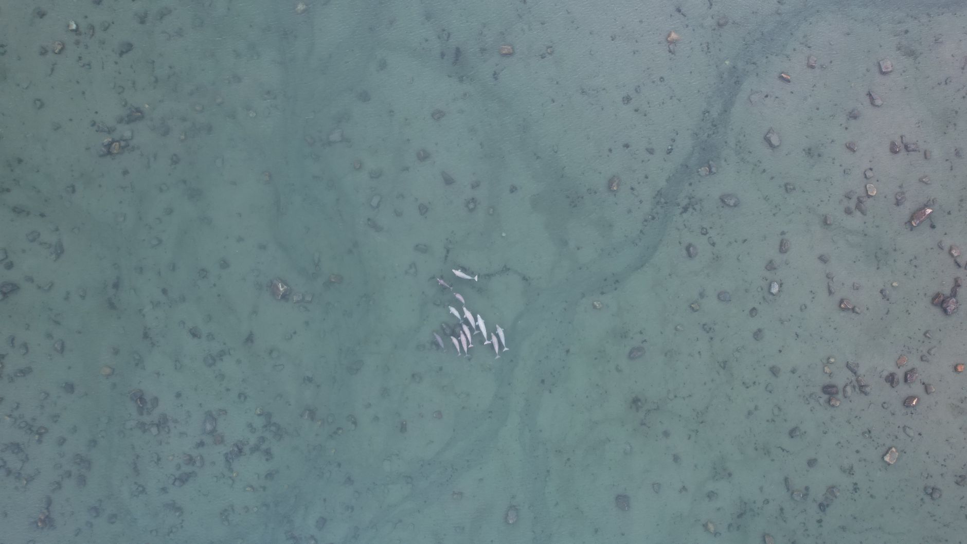 Environmental Groups Plan Legal Action for Gray Whale Protection