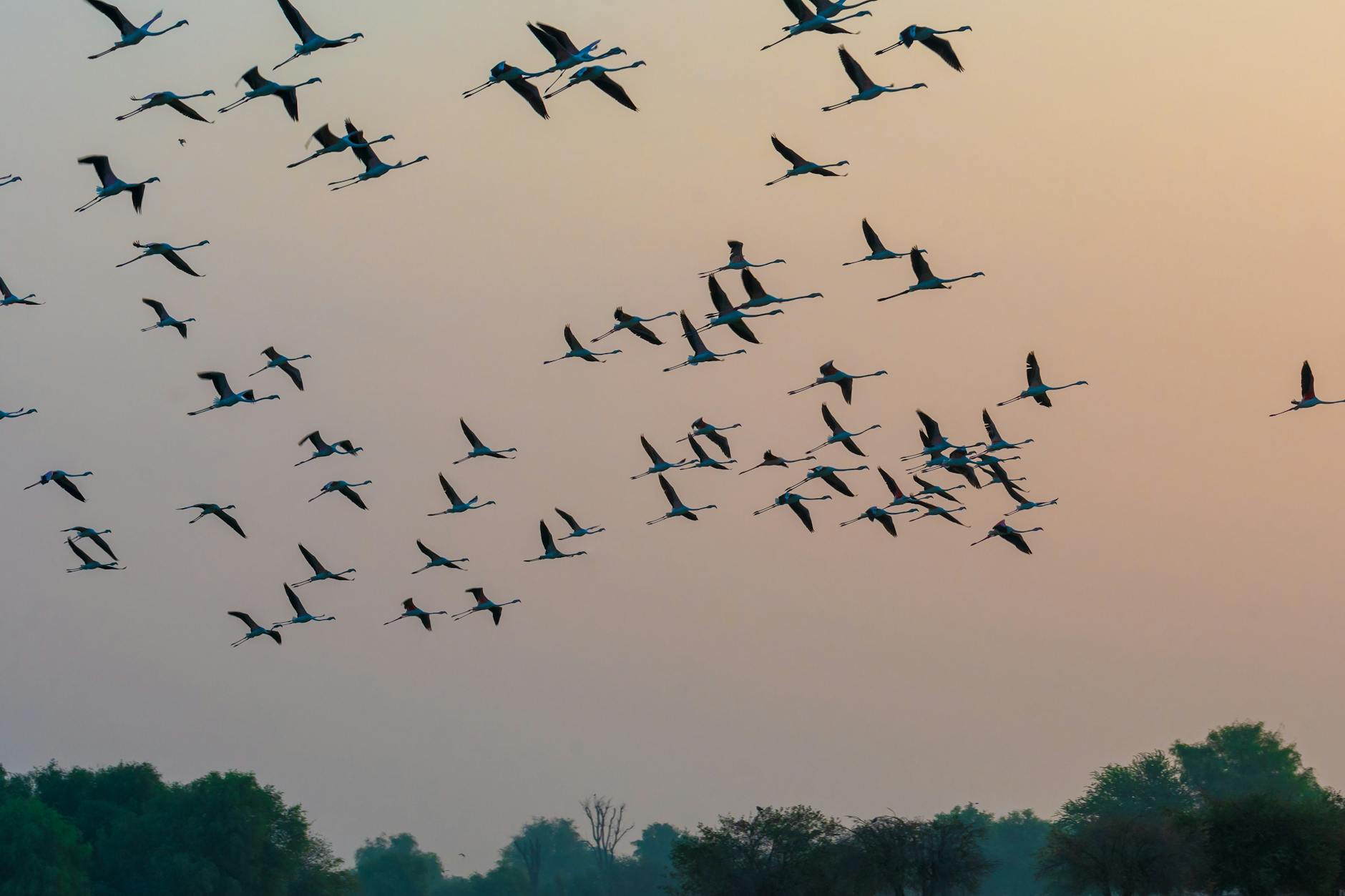 Wildlife Shifts Northward: Conservation Strategies Under Strain