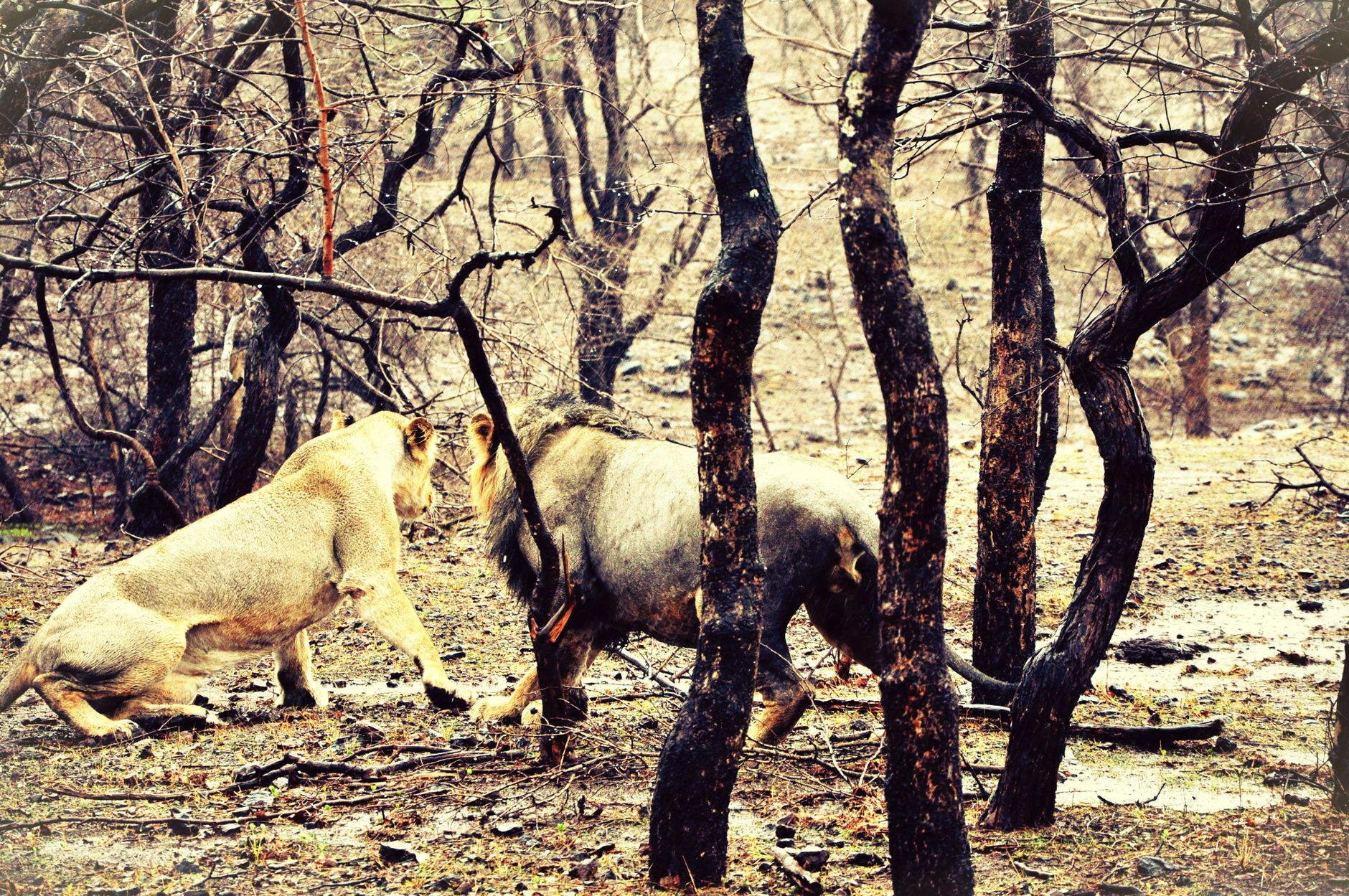 Controversy Erupts Over Asiatic Lion Habitat Decisions