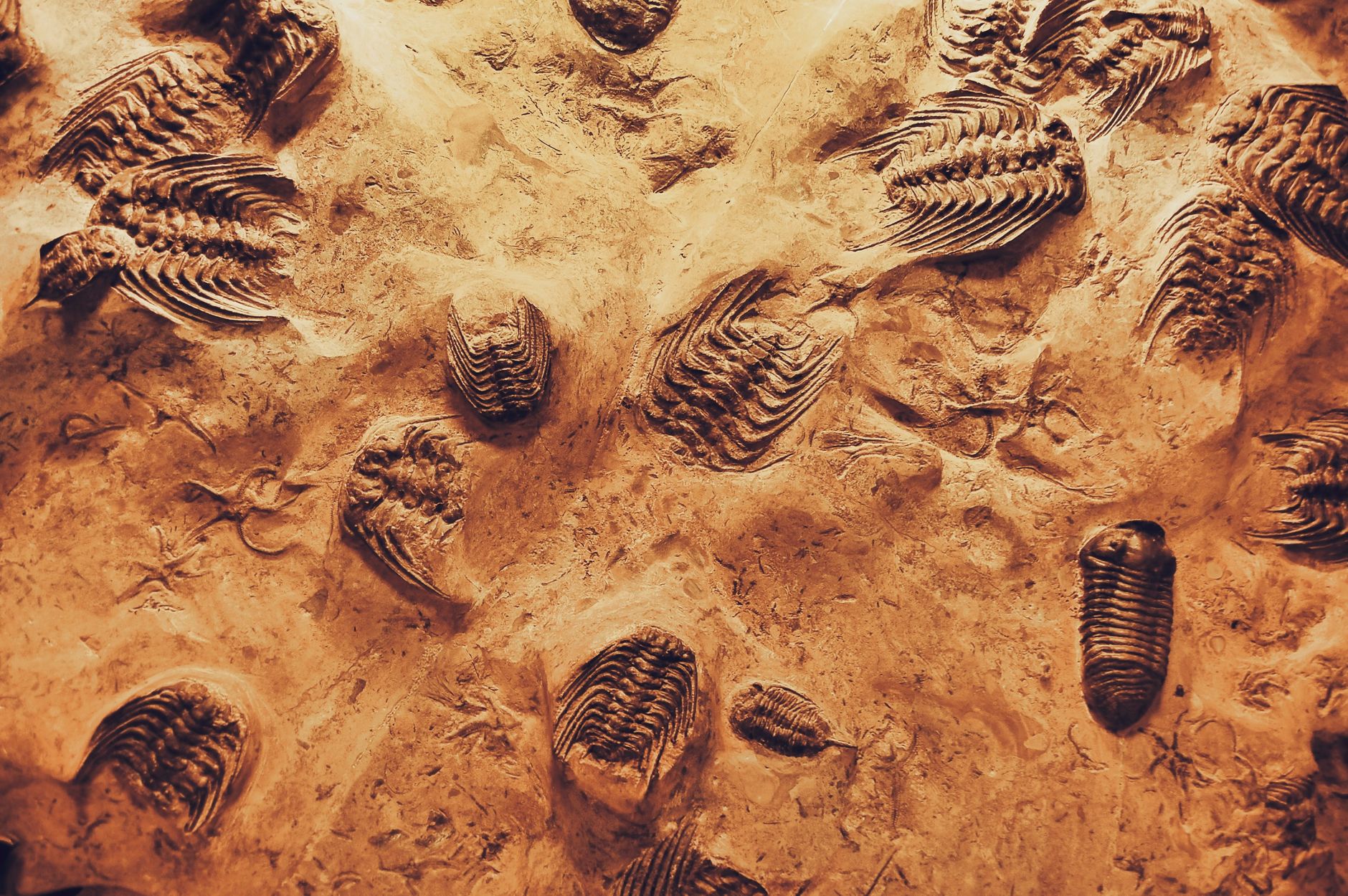 Unexpected Motel Discovery Could Illuminate Life's Beginnings