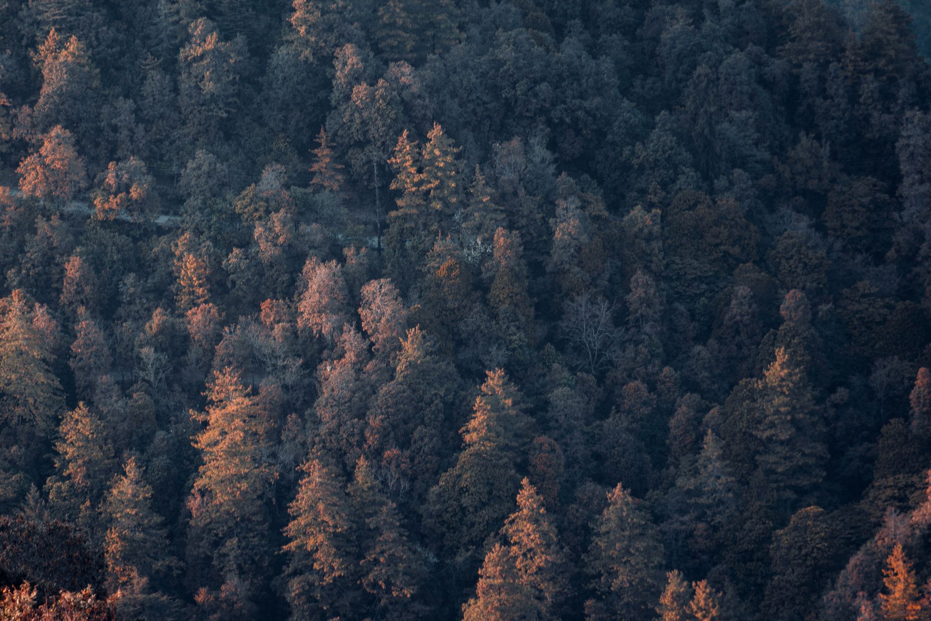 Uttarakhand's Dhami Champions Environmental Preservation on Global Stage