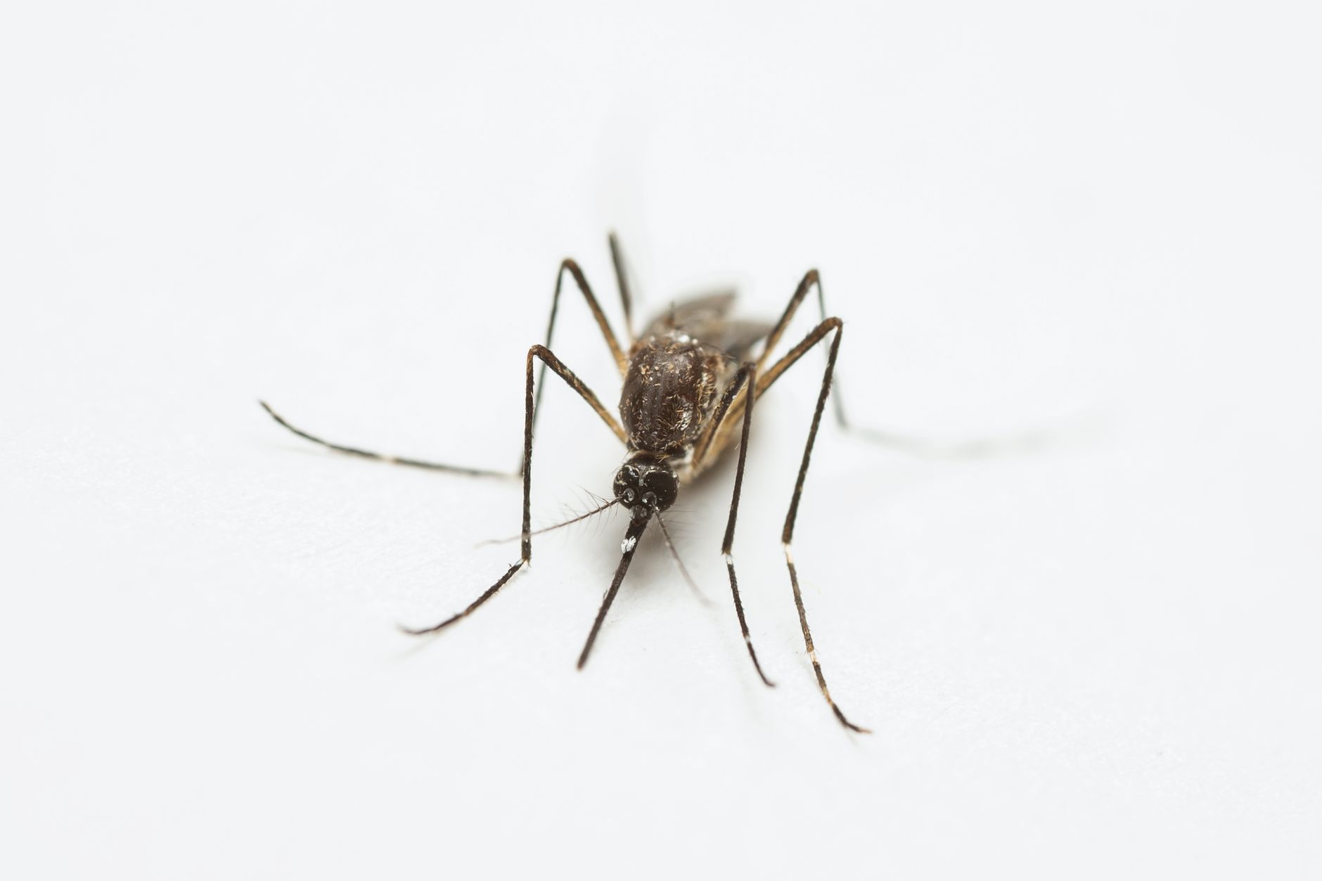 Why Mosquitoes Favour Some People Over Others