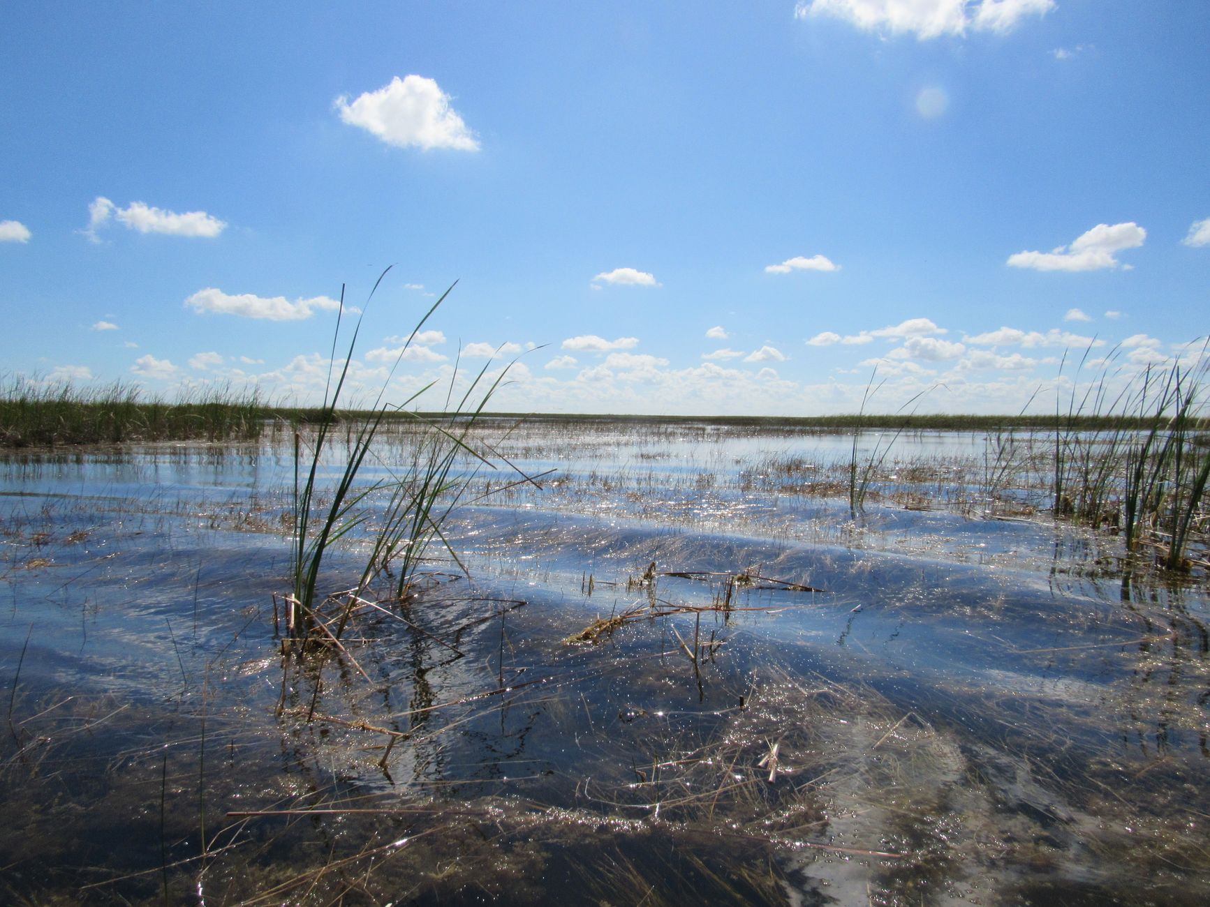 Clam Revival in Florida: A Scientific Triumph in the Indian River Lagoon