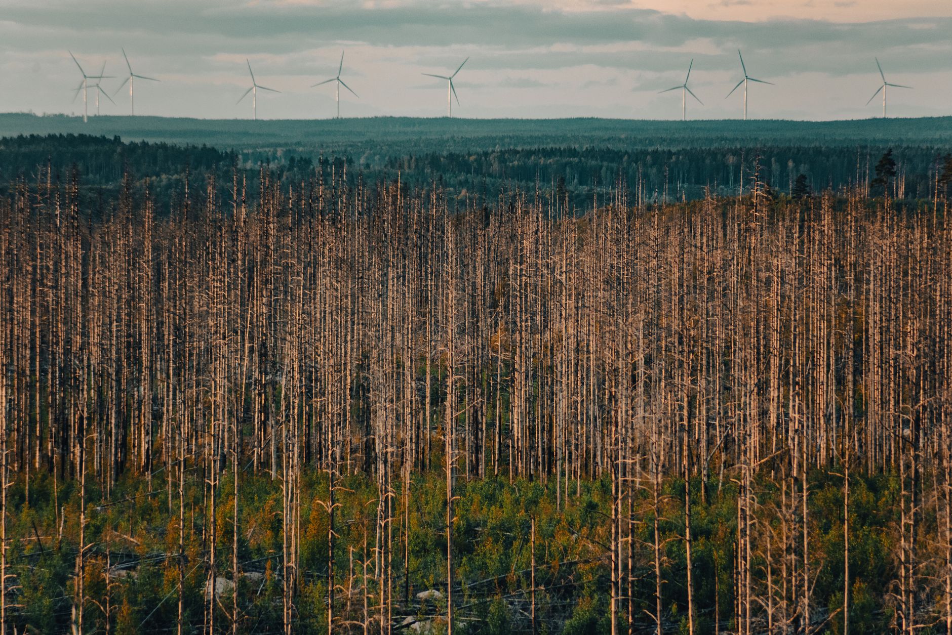 Ethiopia's Environmental Challenges and Progress in 2026