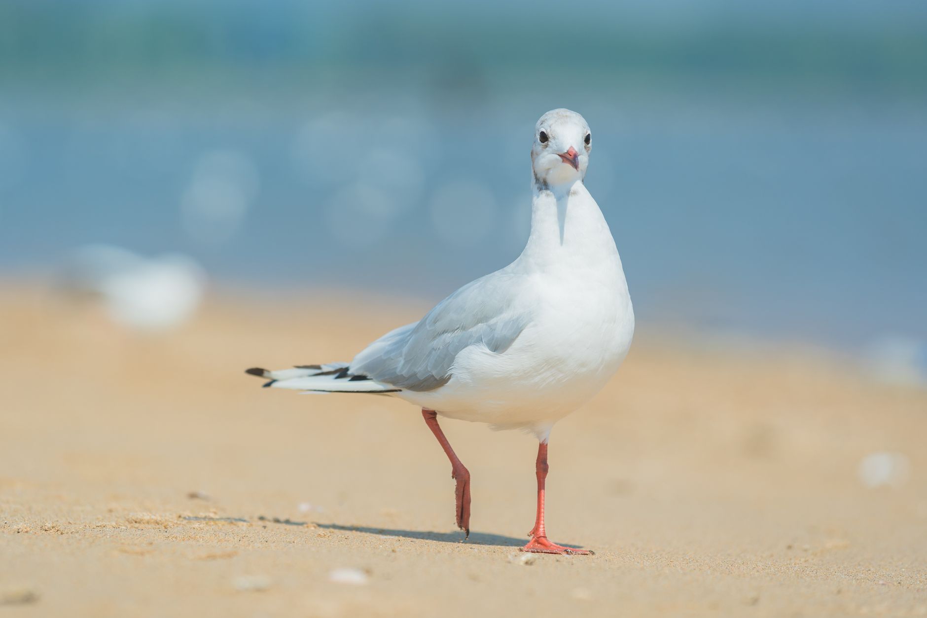 Zunhua's Ecological Efforts Revitalise Habitats for Waterbirds