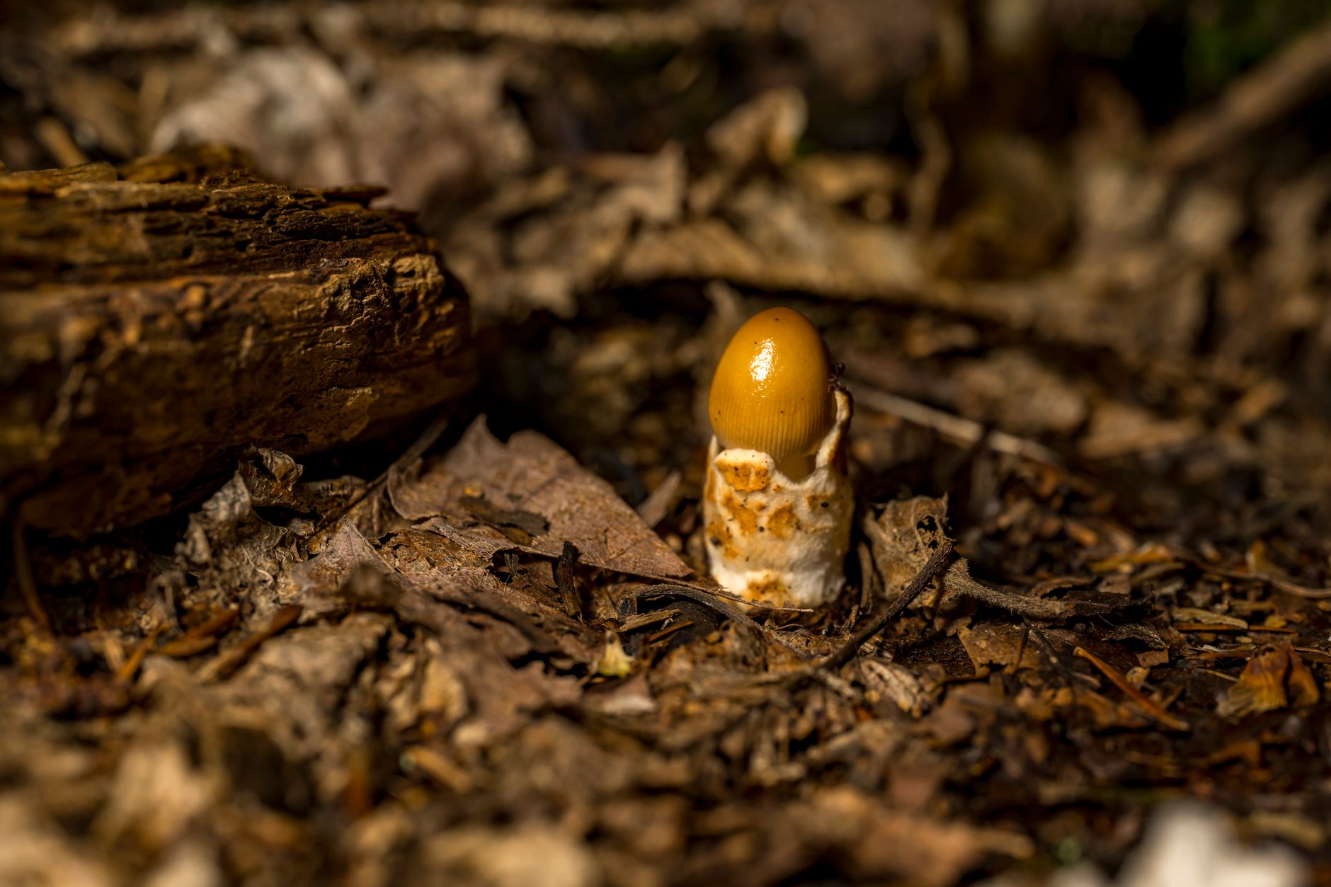 Fungi's Surprising Role in Radiation Protection Unveiled