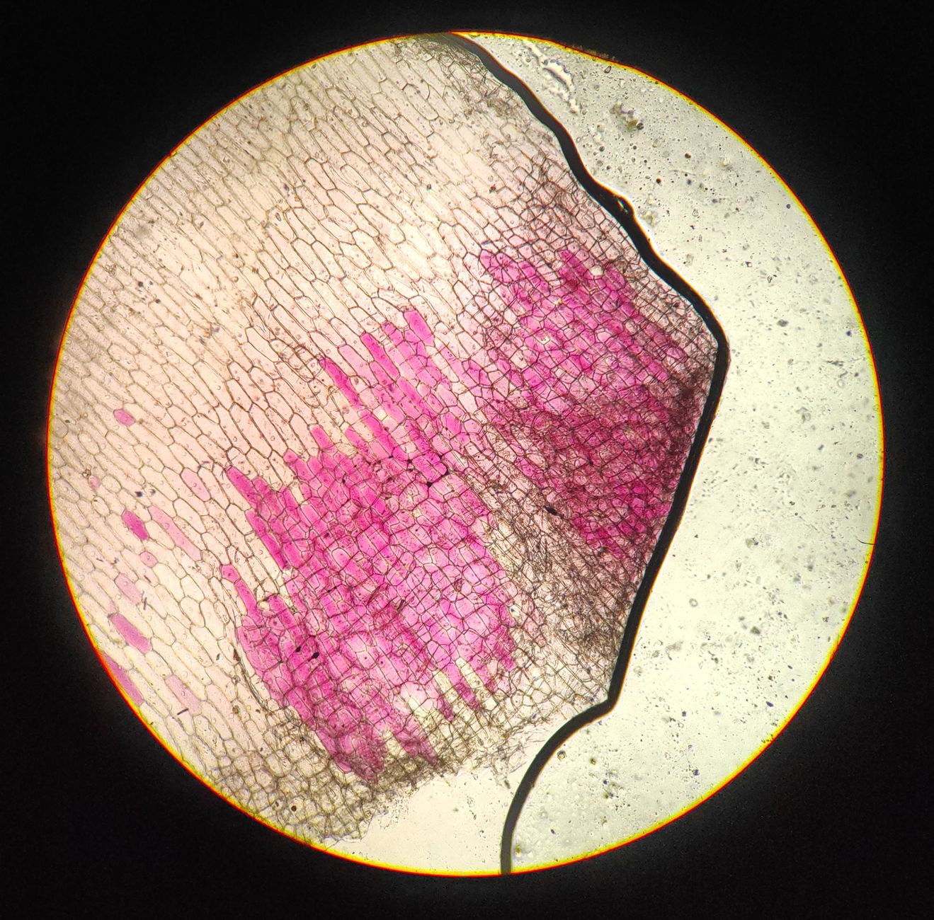 Cell Division: A Key Player in Tissue Reshaping