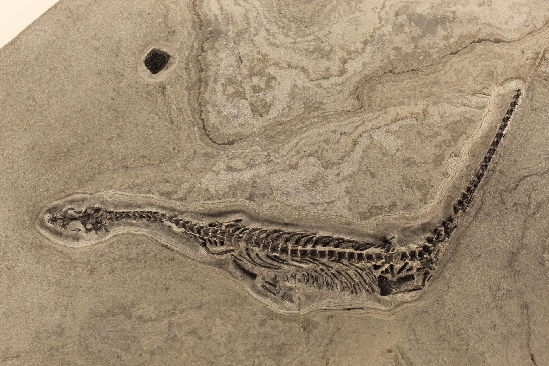Arctic Fossil Rediscovery Reveals New Giant Species