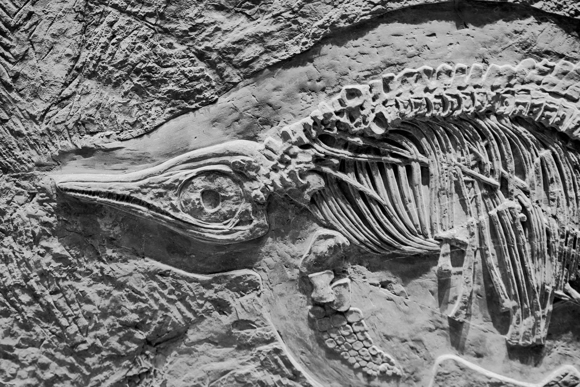 Ancient Fish Fossil Sheds Light on Early Brain Evolution