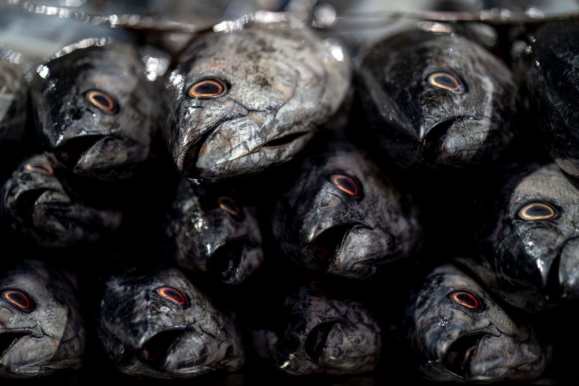 India's Coastal Plan: A New Wave for Seafood Exports
