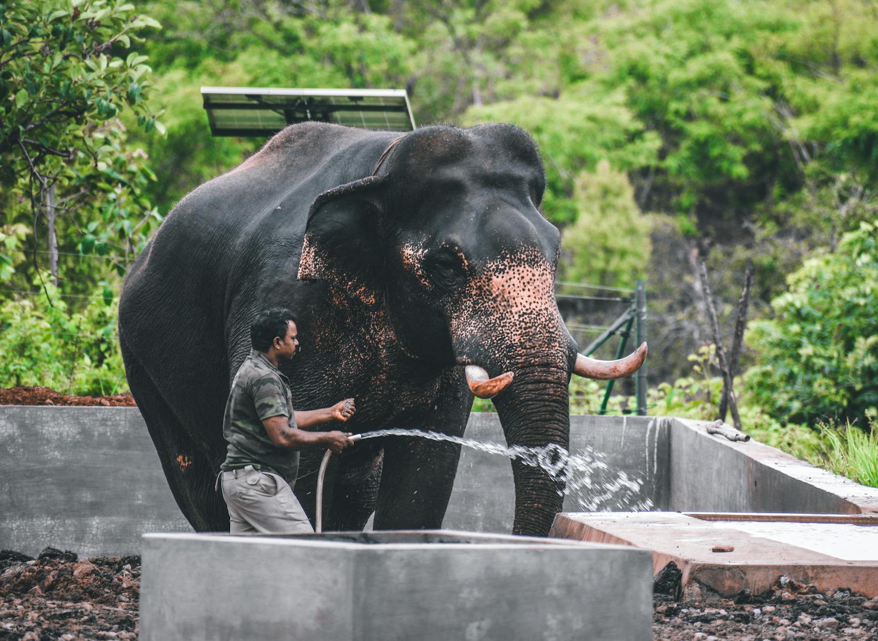 Wildlife Institute of India Opens 2026 Recruitment with Lucrative Roles