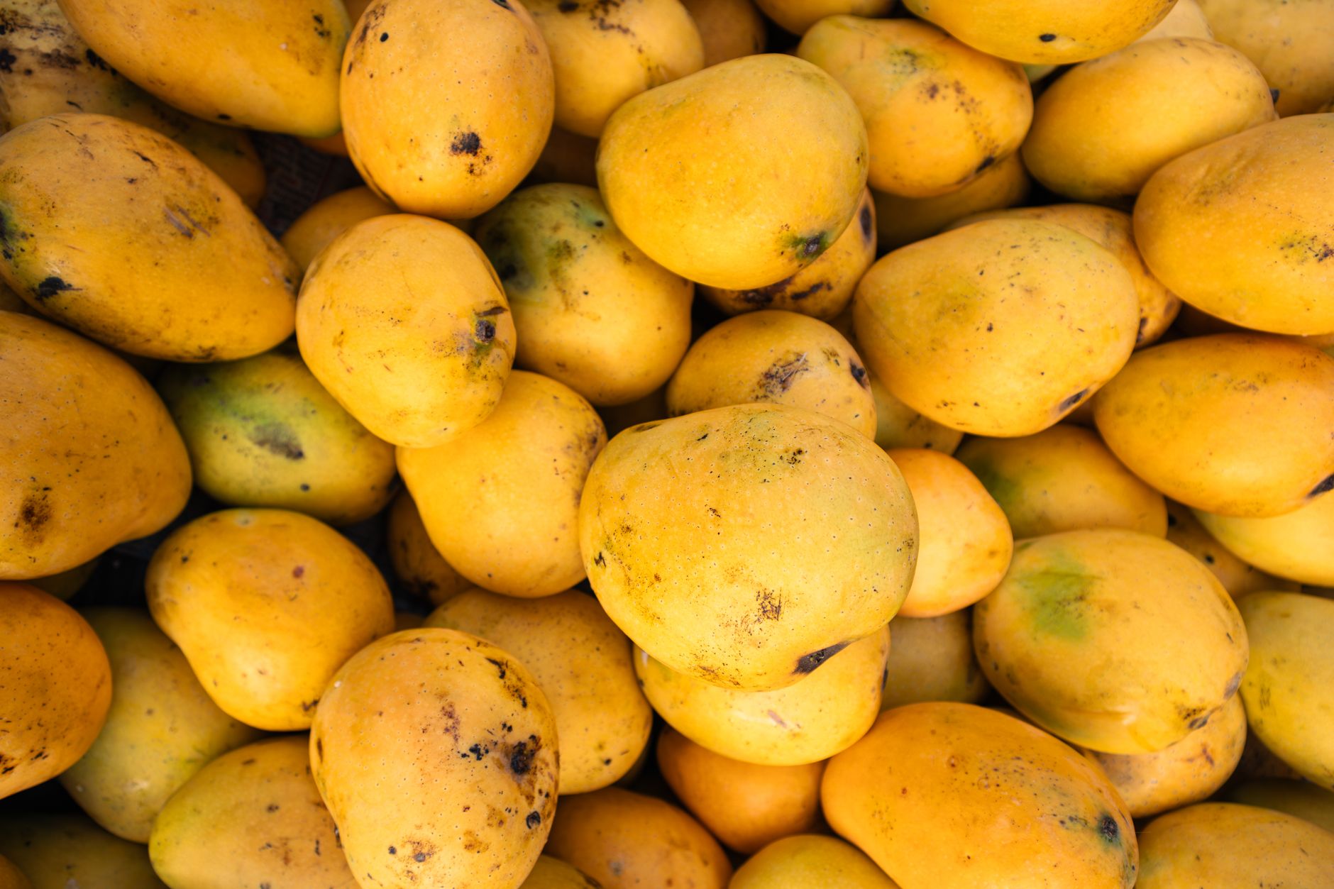 Hot Water Treatment: A New Dawn for South Indian Mango Exports