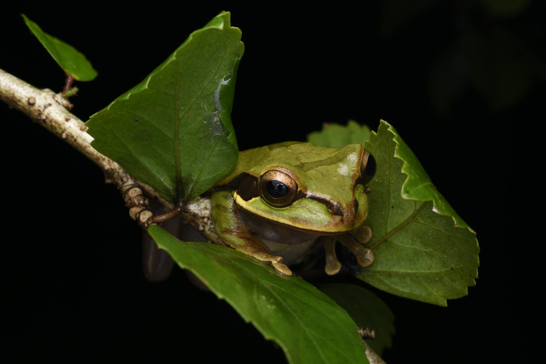 Nagaland's Discovery: A New Frog Species Emerges