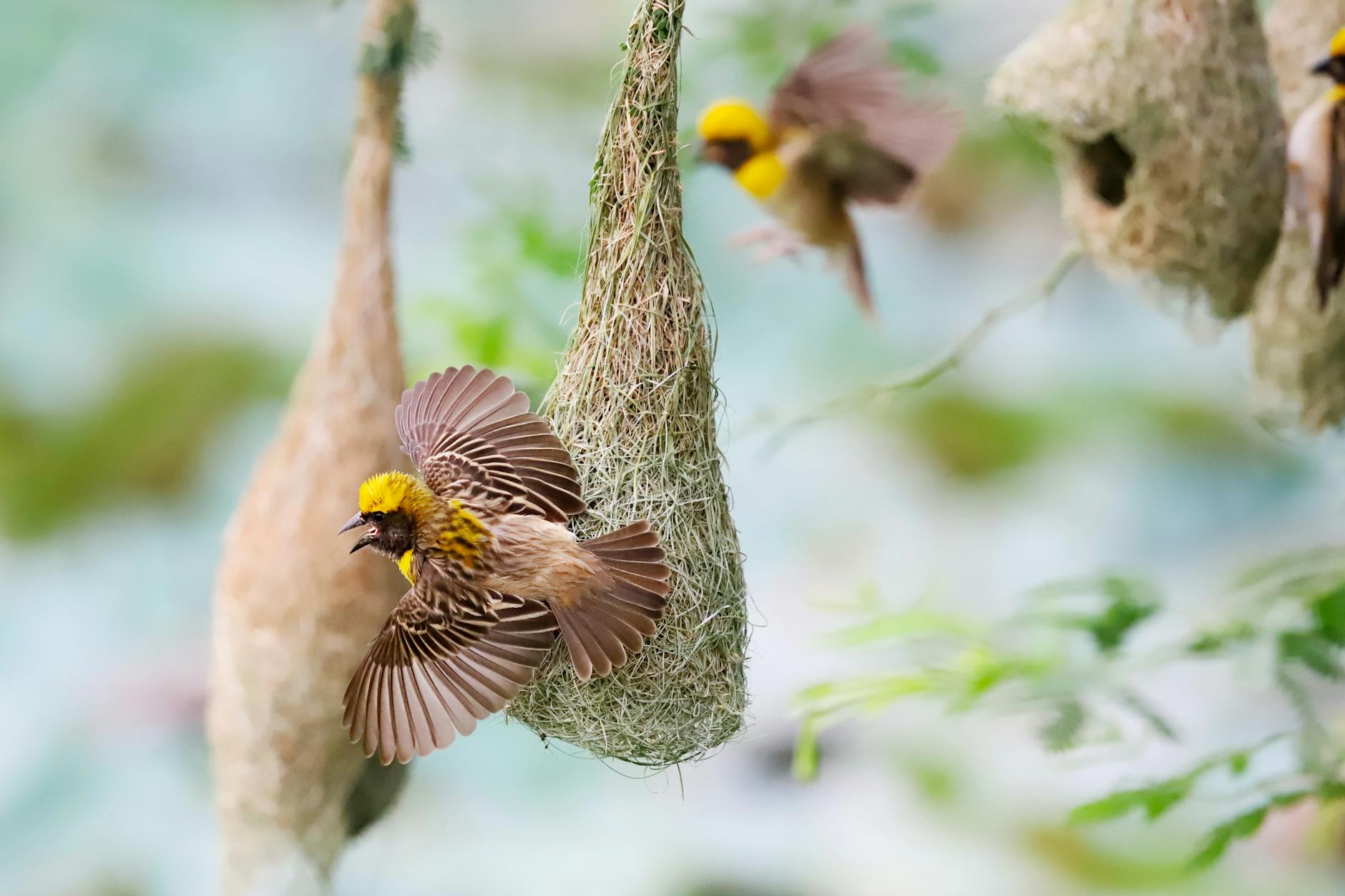Citizen Science Tackles Bird Collisions on World Environment Day