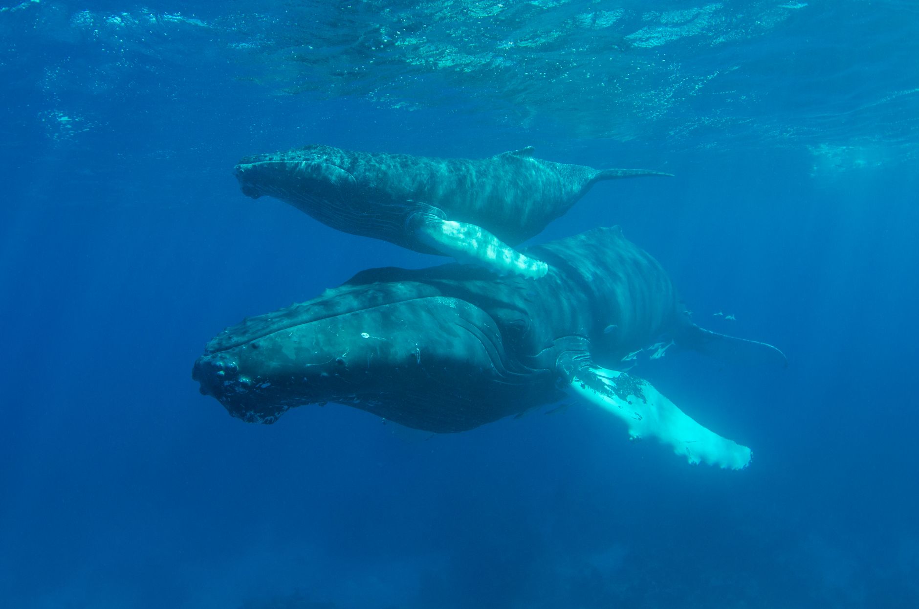 The Whale's Song: A Symphony from the Depths of the Ocean