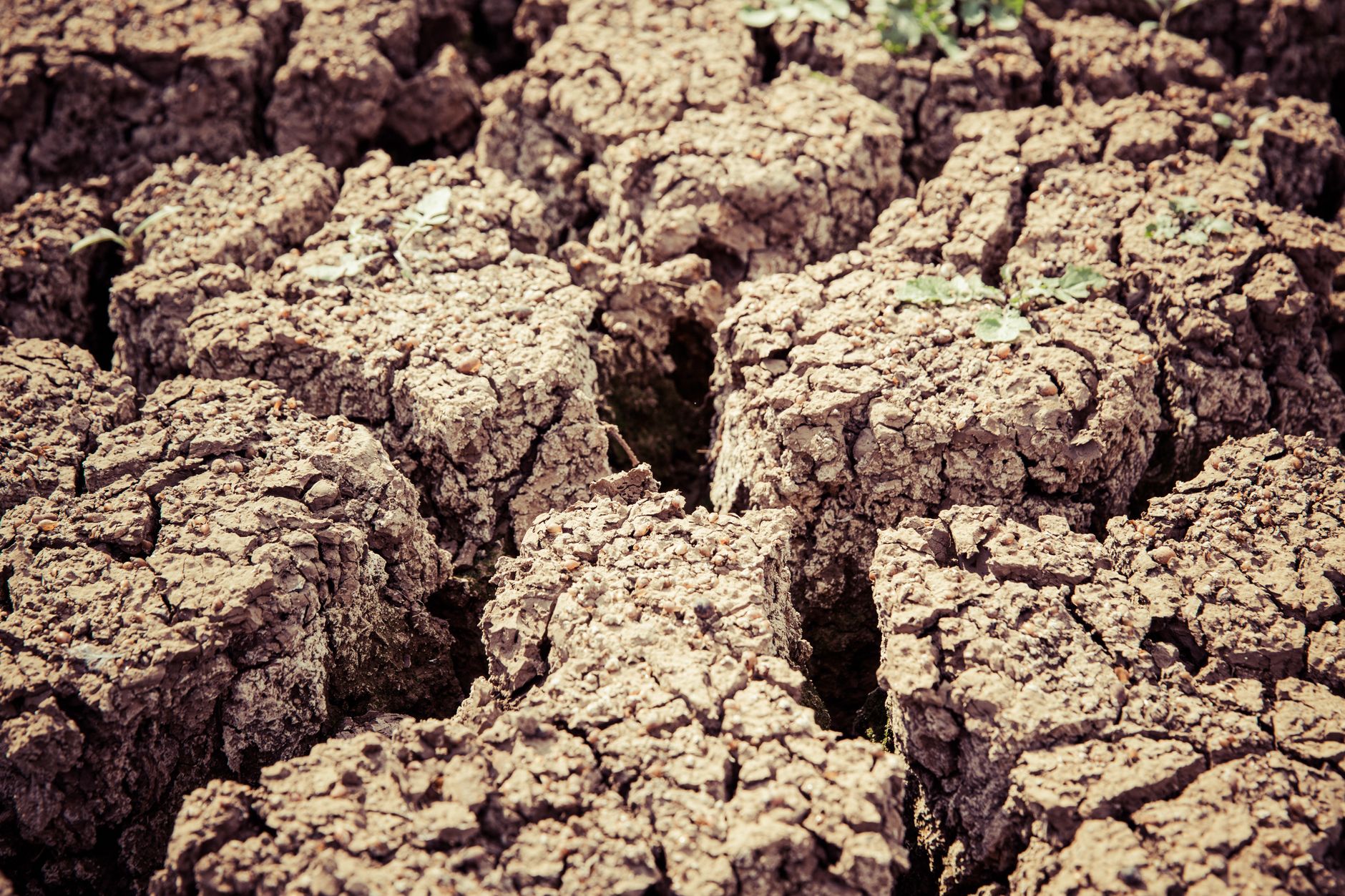 Britain's Parched Pastures: The Mounting Strain of Dry Weather