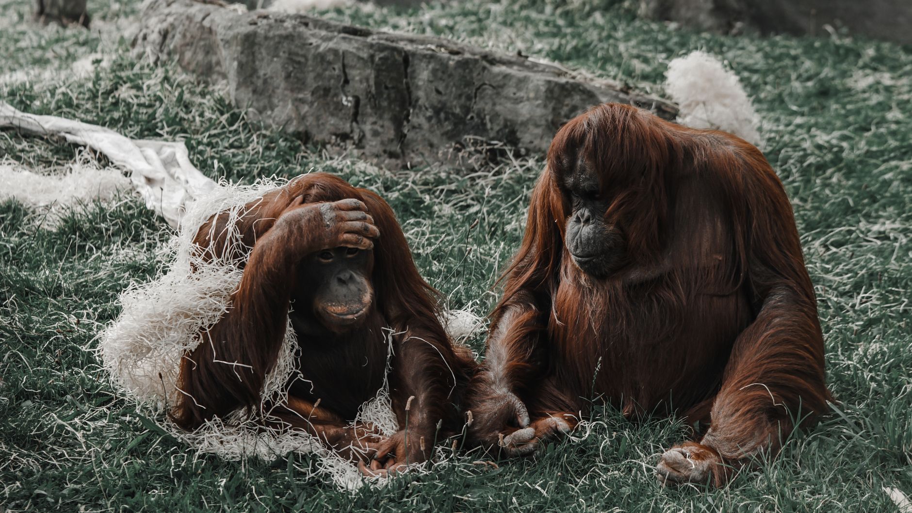 The Unexpected Influence of Humans on Wildlife Behaviour