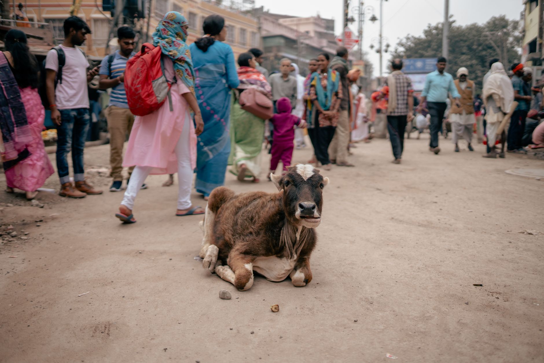 Uttar Pradesh's Bold Step: Prioritising Zoonotic Disease Detection