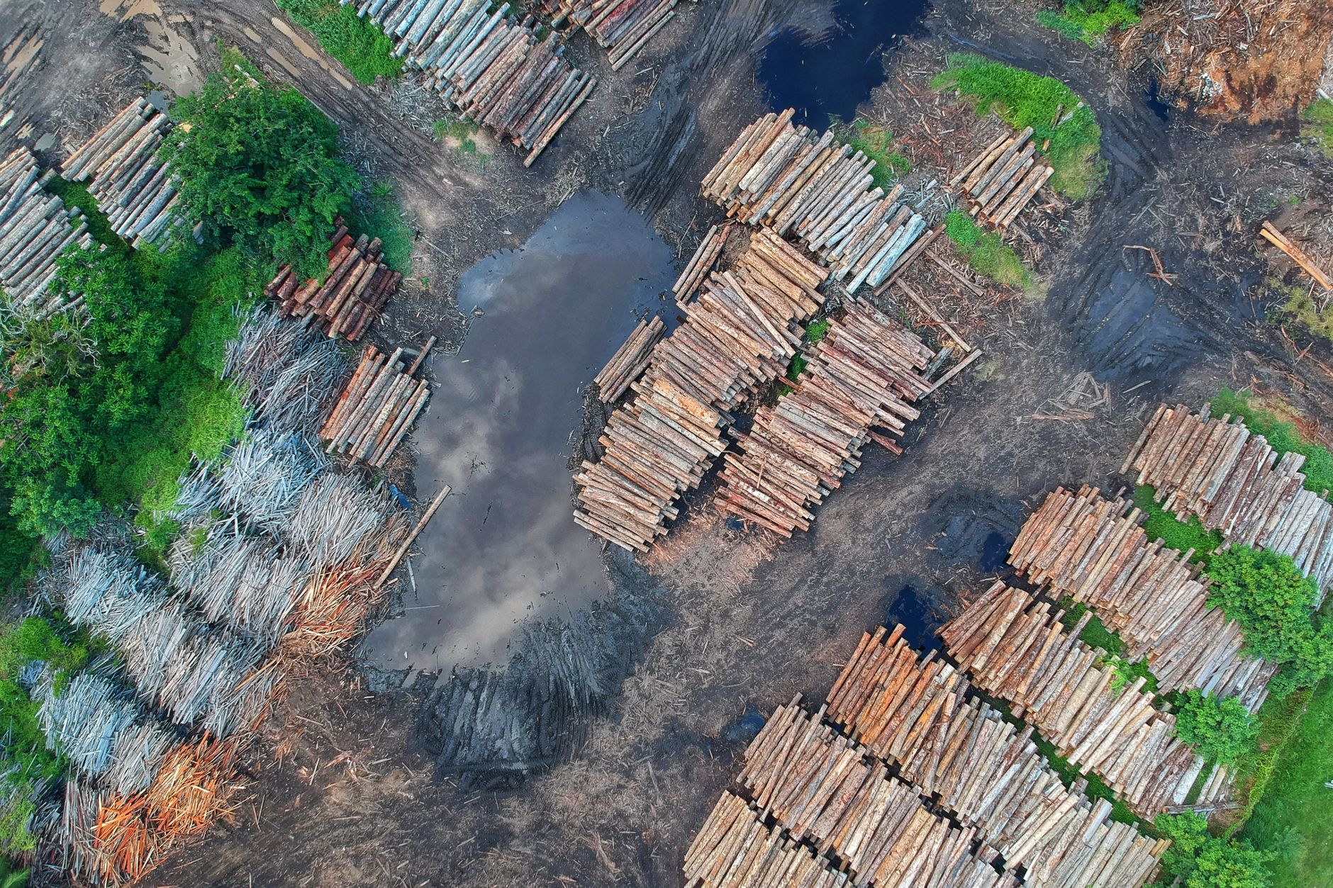 EU Tightens Grip on Deforestation with Product Scope Update